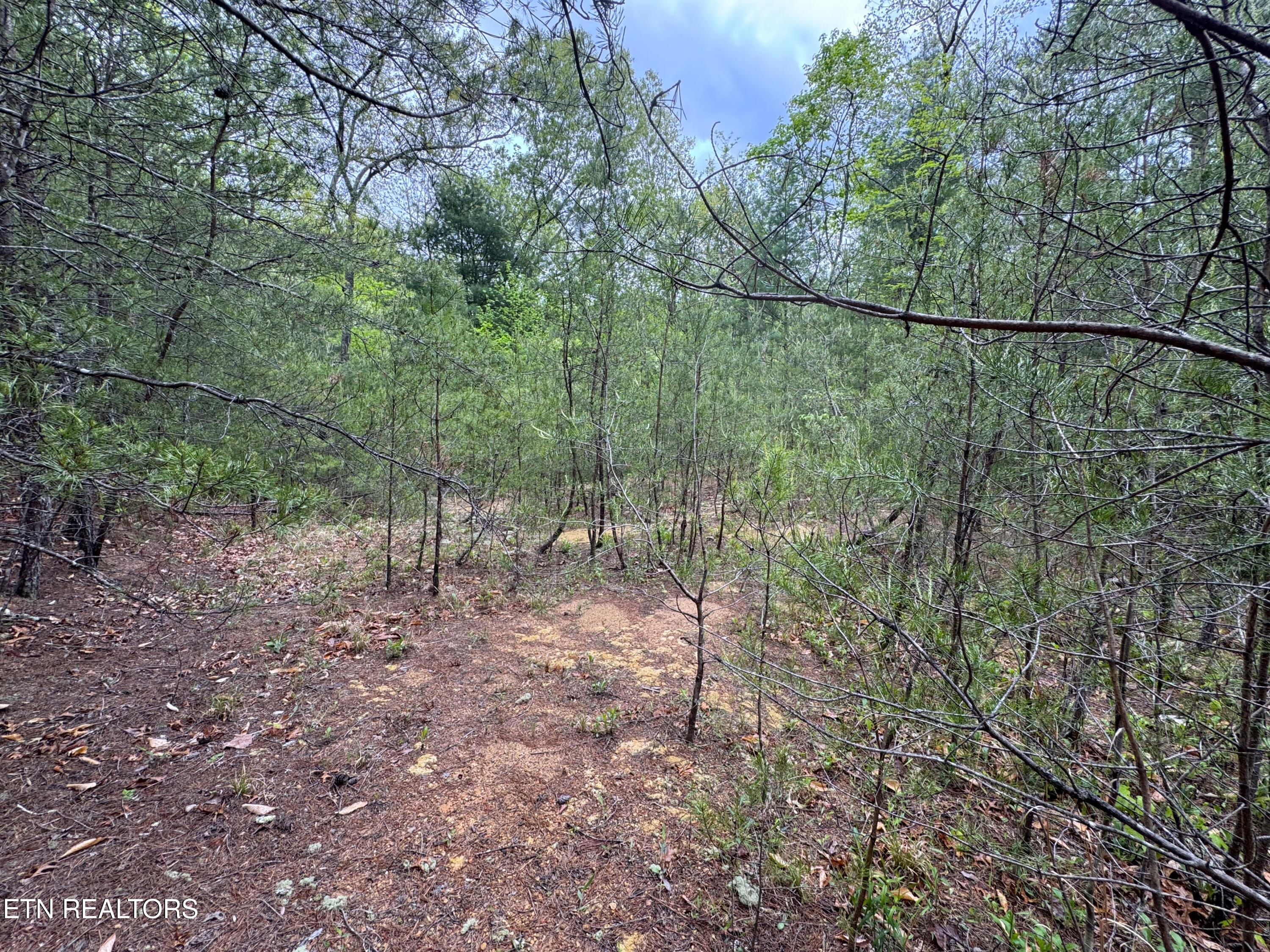 376 Summer House Hollow Road Del Rio TN 37727
