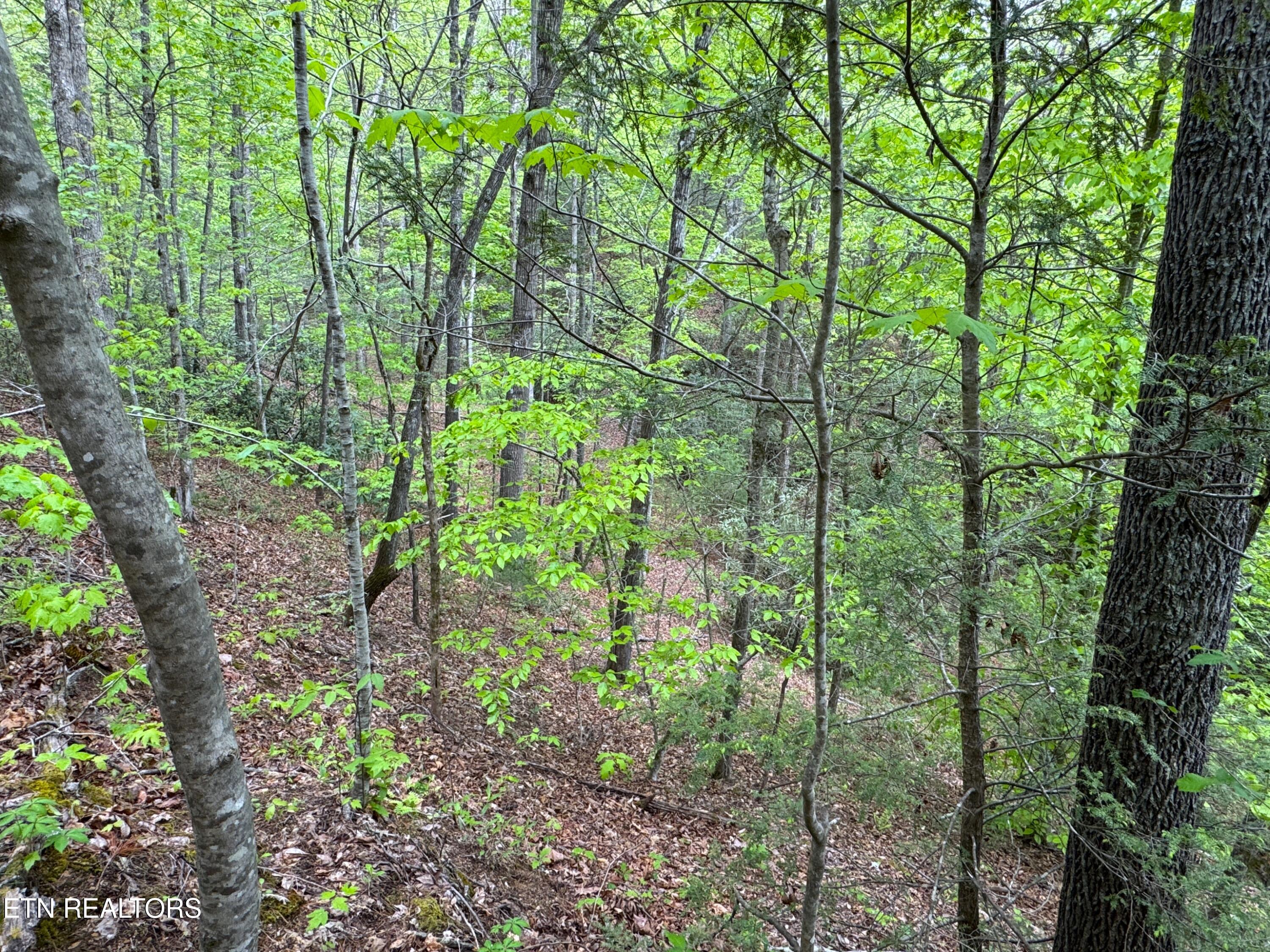 376 Summer House Hollow Road Del Rio TN 37727