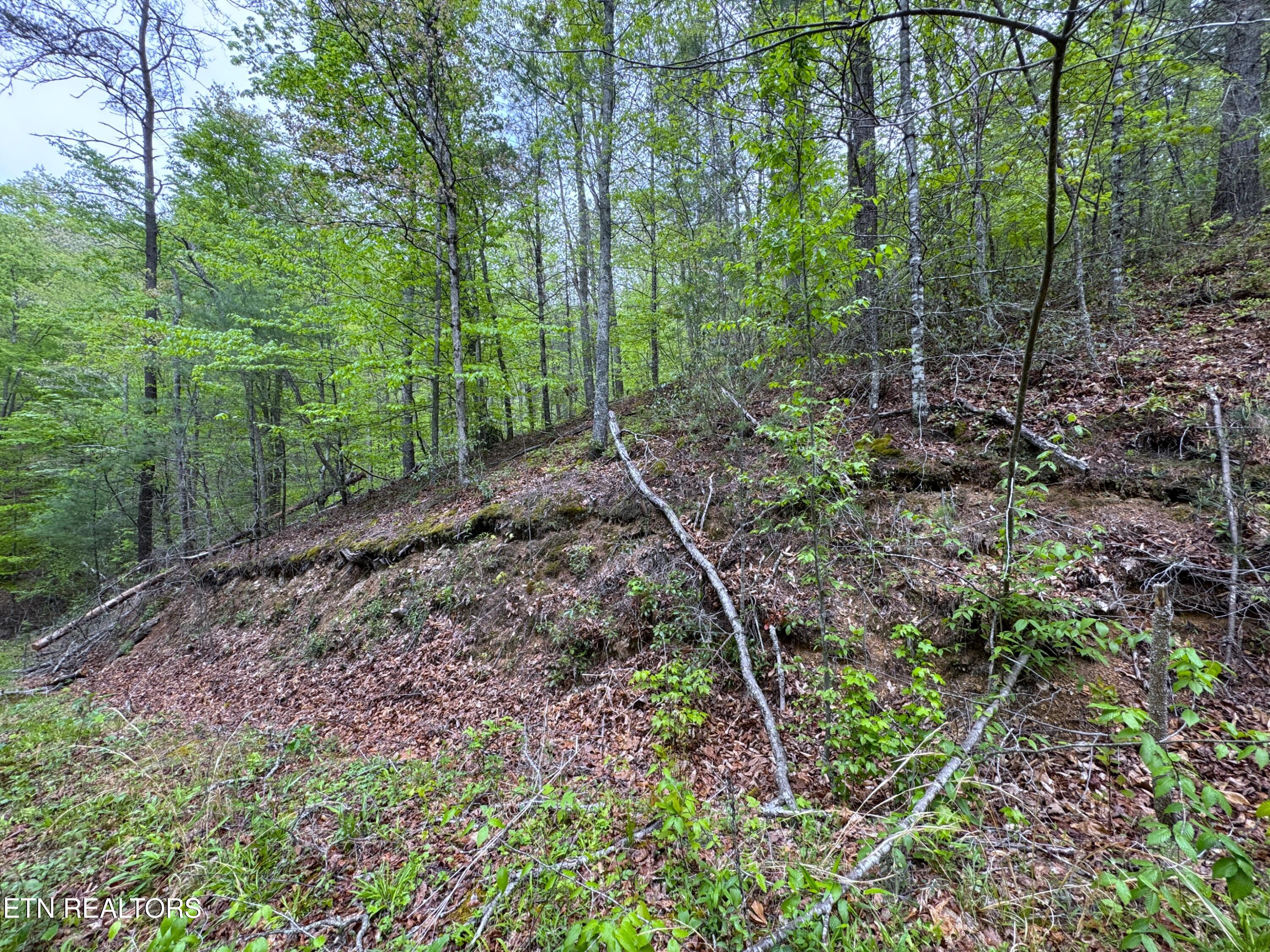 376 Summer House Hollow Road Del Rio TN 37727