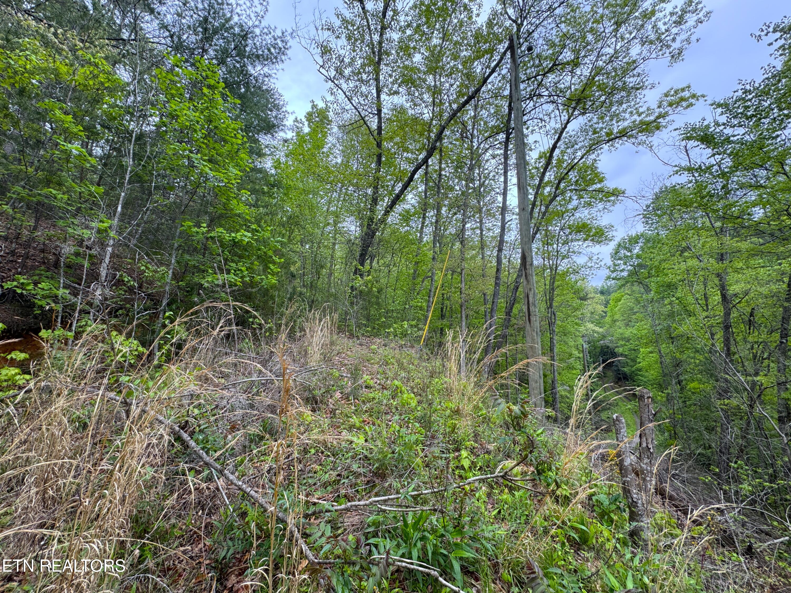 376 Summer House Hollow Road Del Rio TN 37727