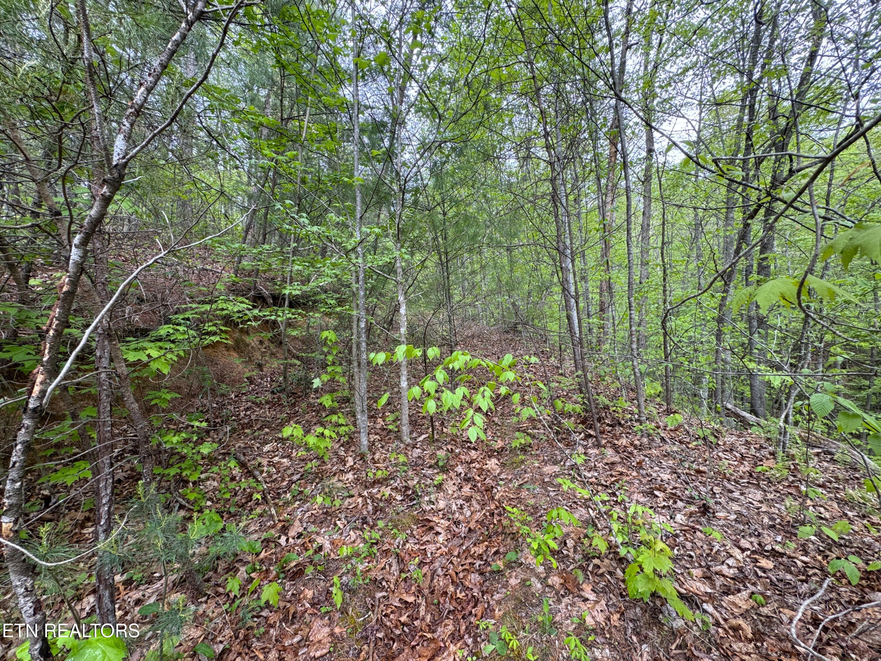 376 Summer House Hollow Road Del Rio TN 37727