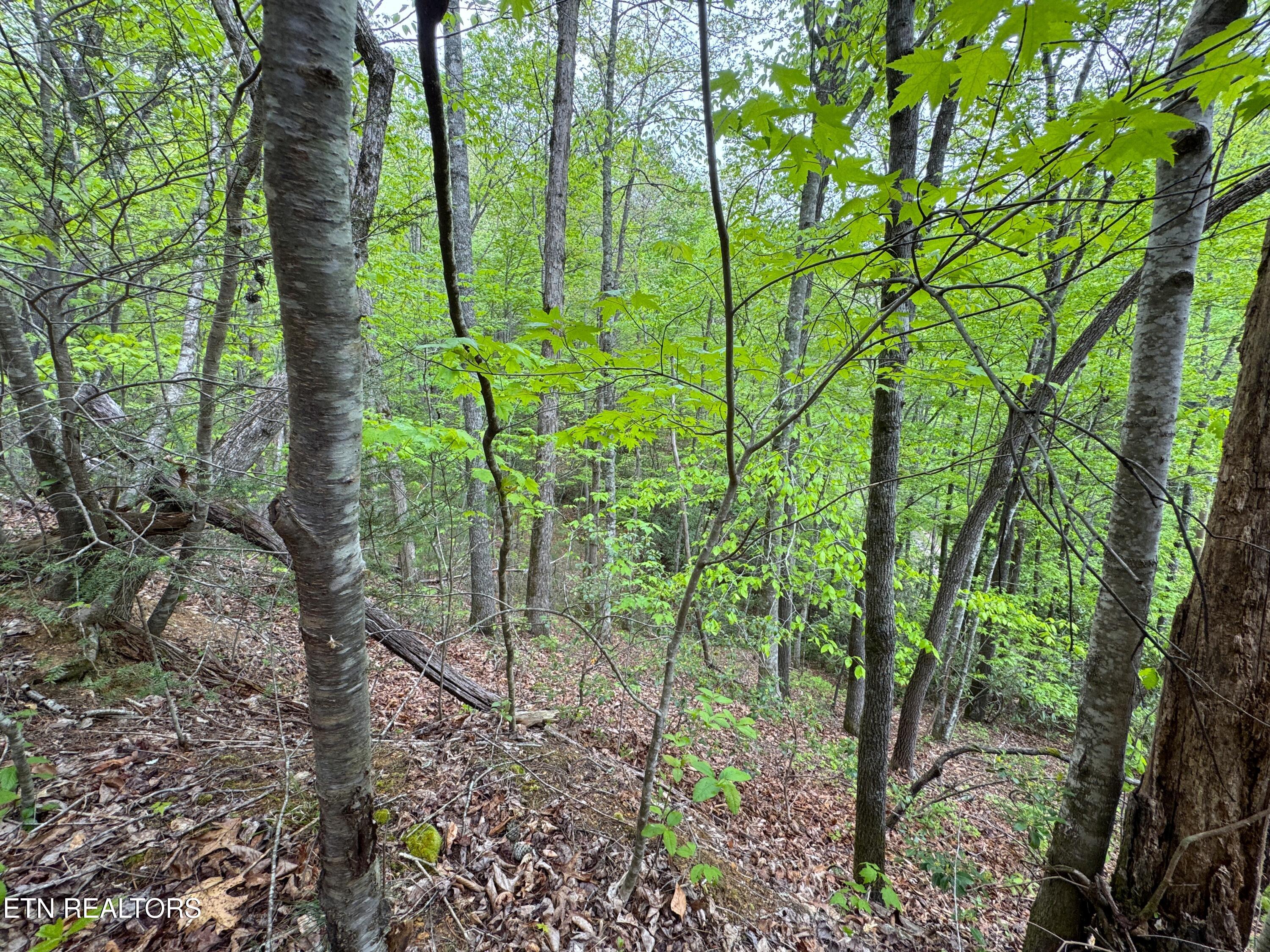 376 Summer House Hollow Road Del Rio TN 37727