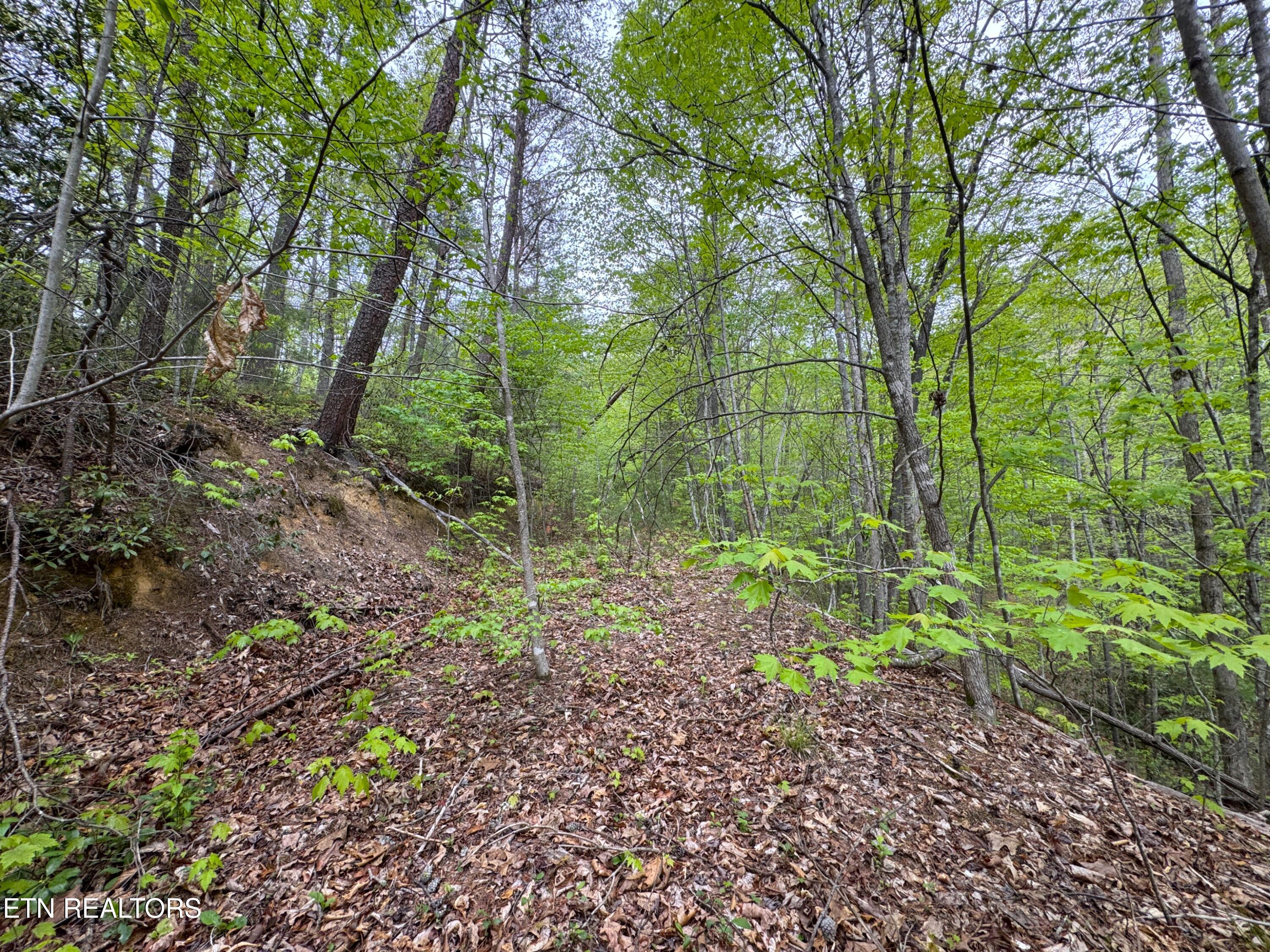 376 Summer House Hollow Road Del Rio TN 37727