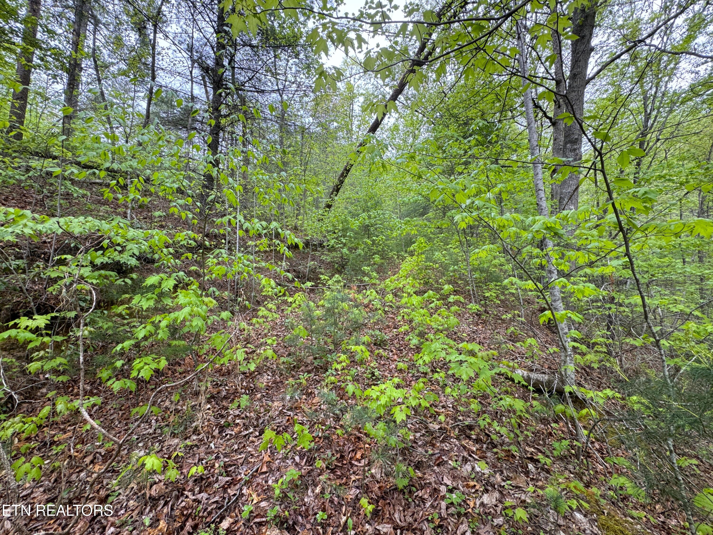 376 Summer House Hollow Road Del Rio TN 37727