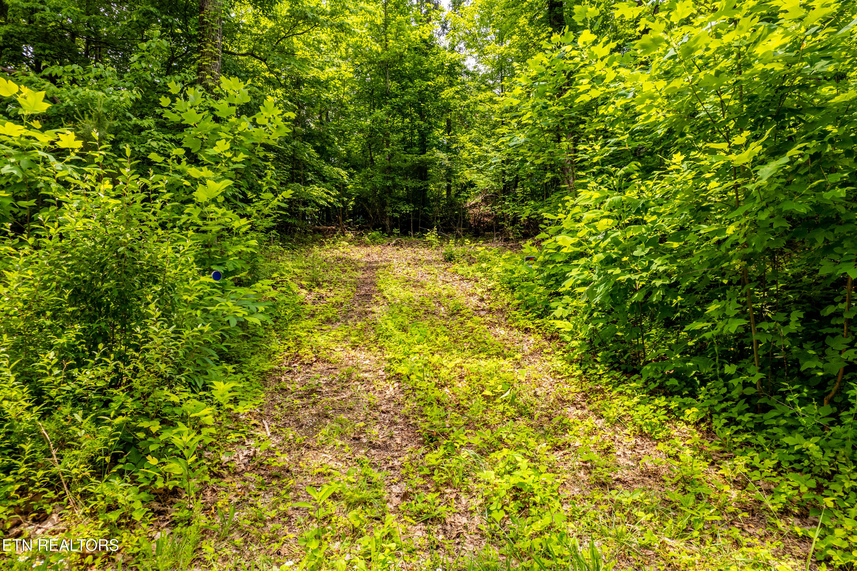2353 Dave Smith Road Kodak TN 37764