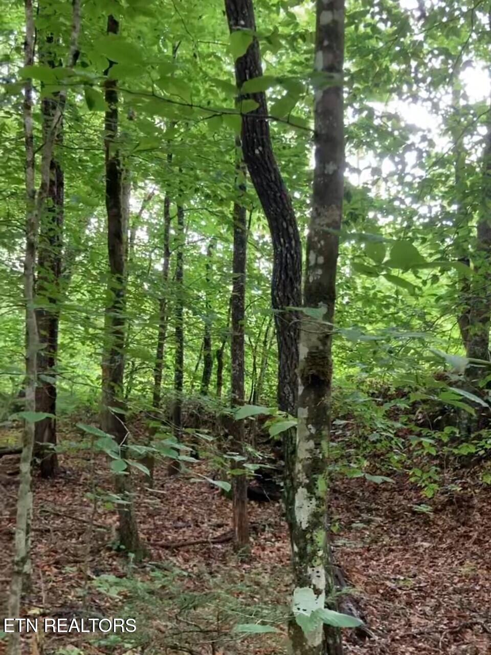 1477 Old Chilhowee Road Seymour TN 37865