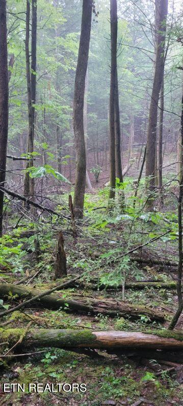 150 Ac Prong Of Clear Jamestown TN 38556