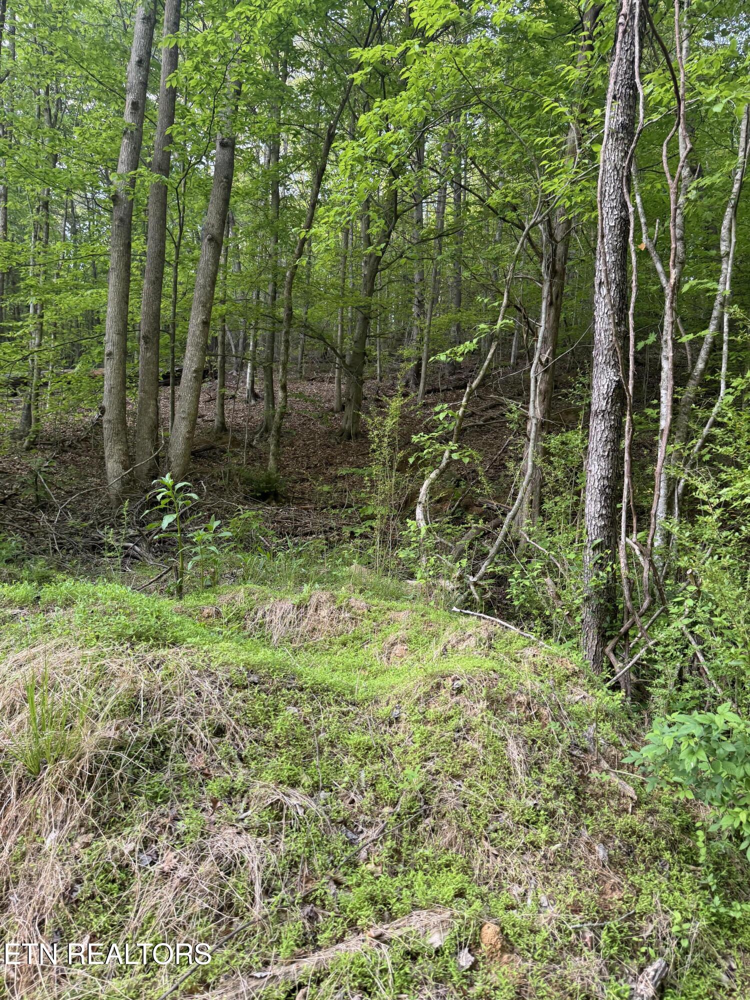 332 Padgett Mill Road Cosby TN 37722