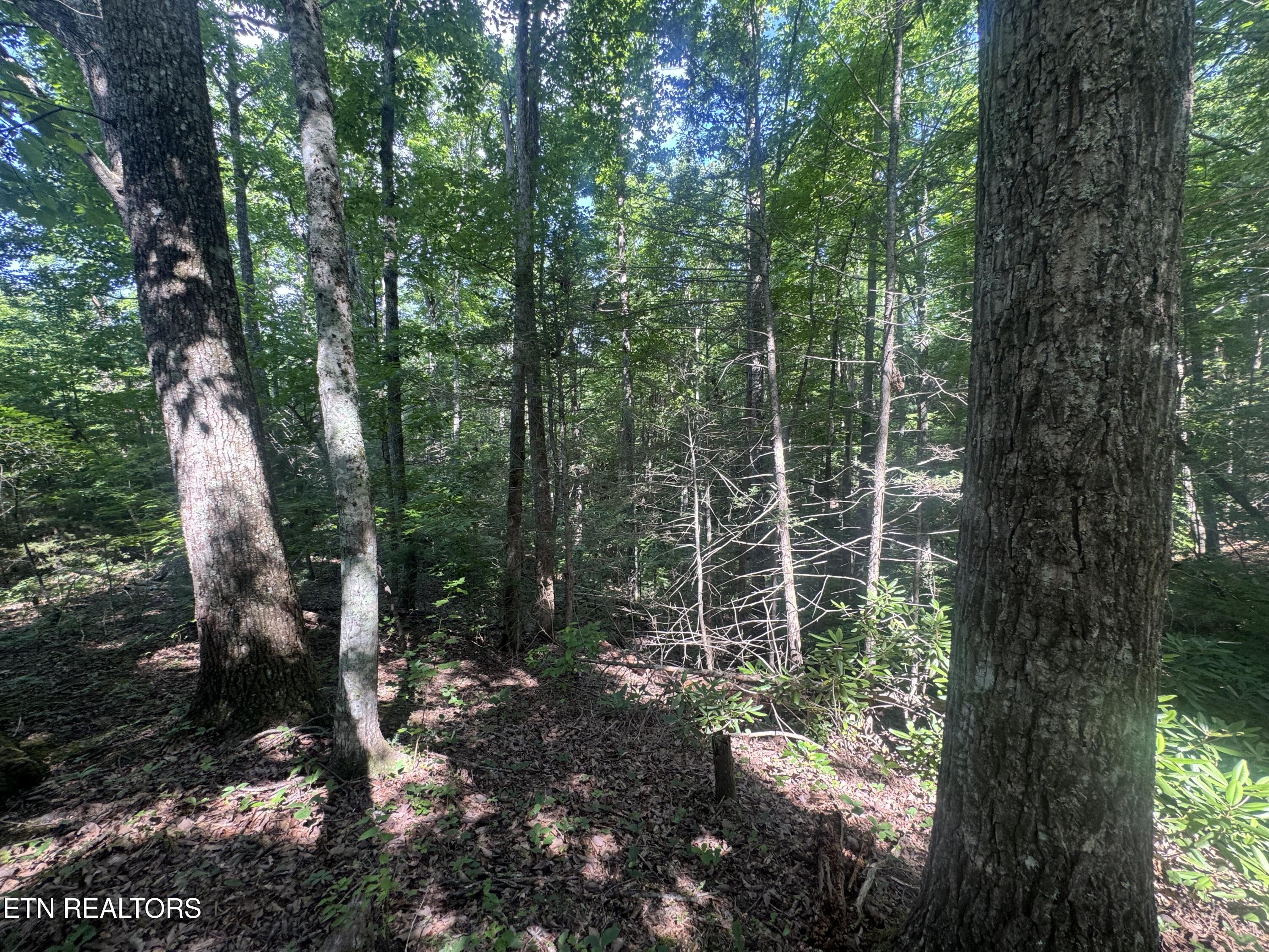 332 Padgett Mill Road Cosby TN 37722