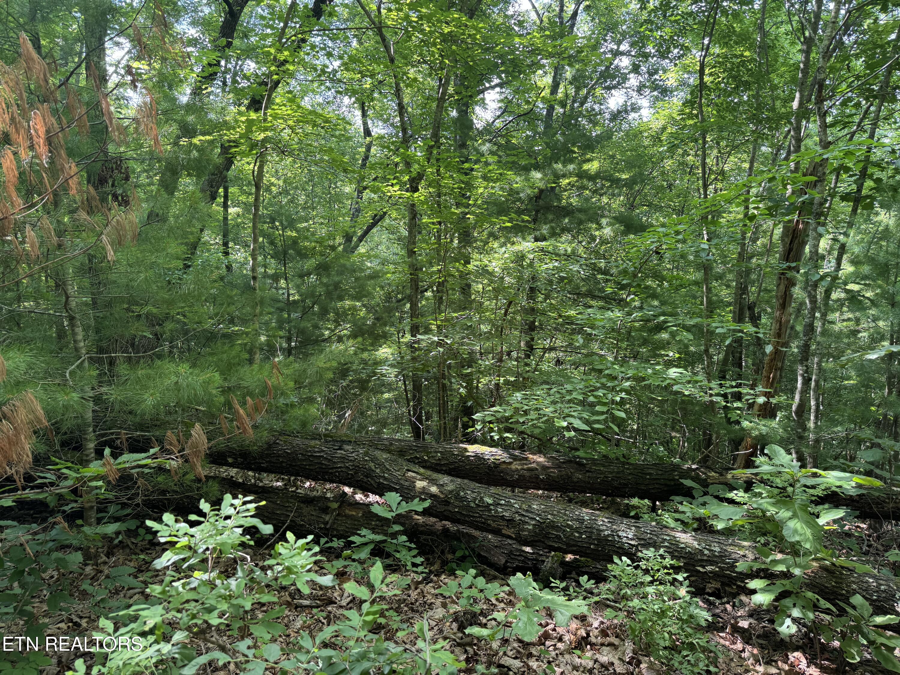 332 Padgett Mill Road Cosby TN 37722