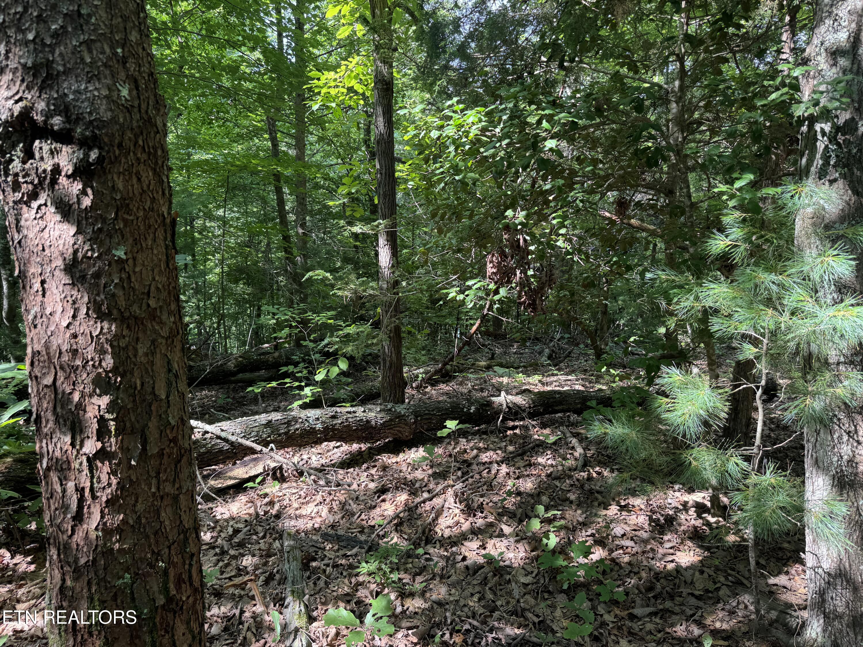 332 Padgett Mill Road Cosby TN 37722