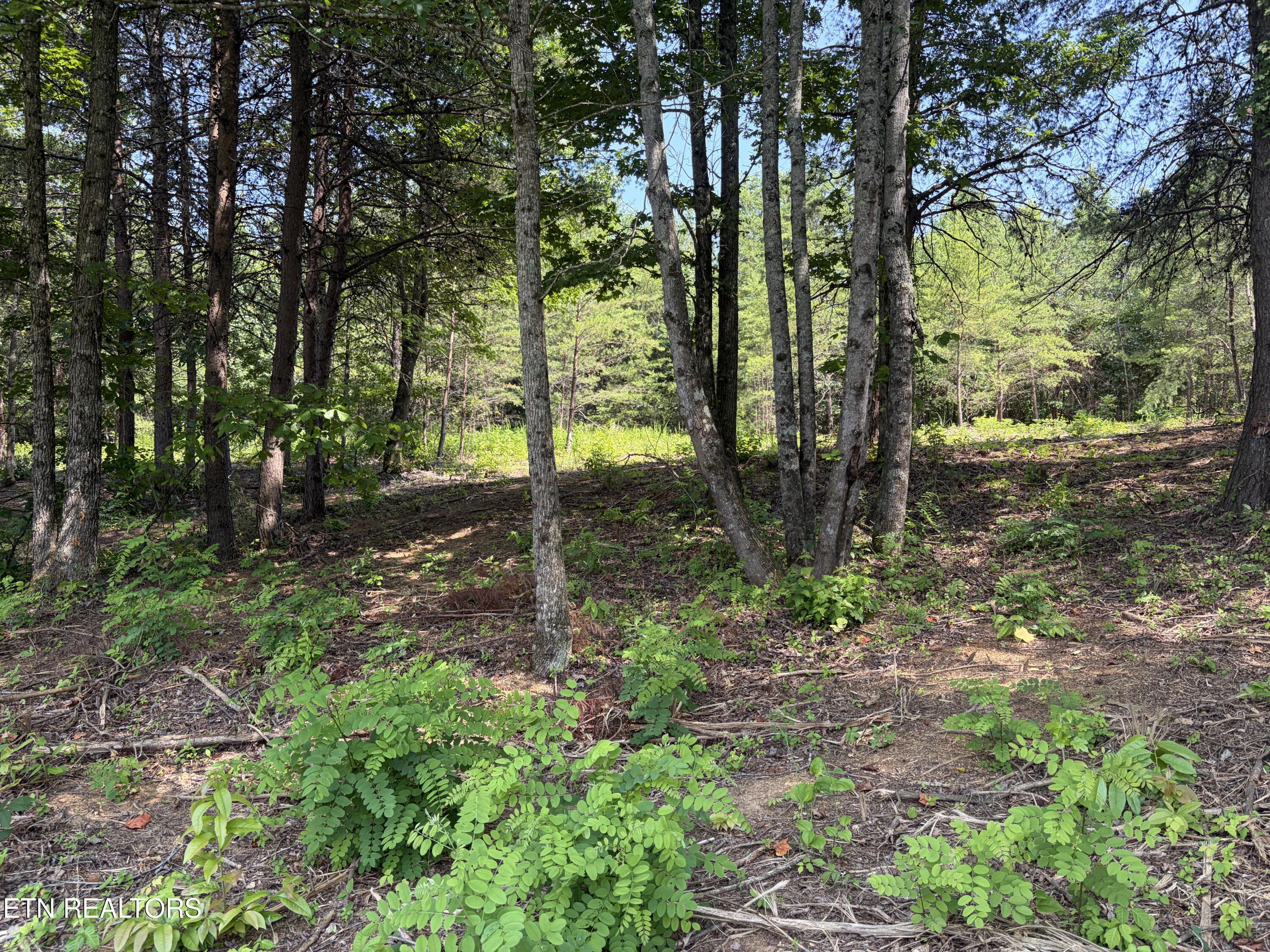 144 Red Wing Drive Vonore TN 37885