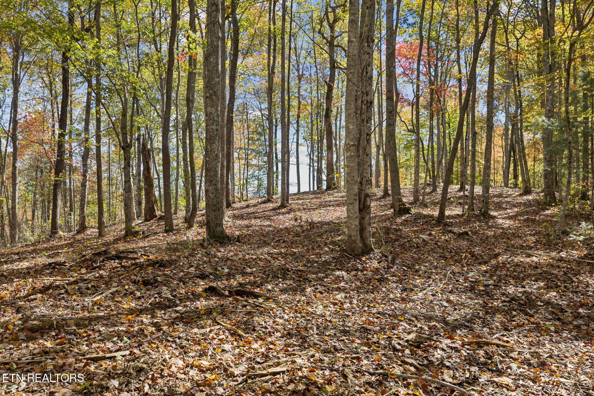 Sheep Ranch Road Robbins TN 37852