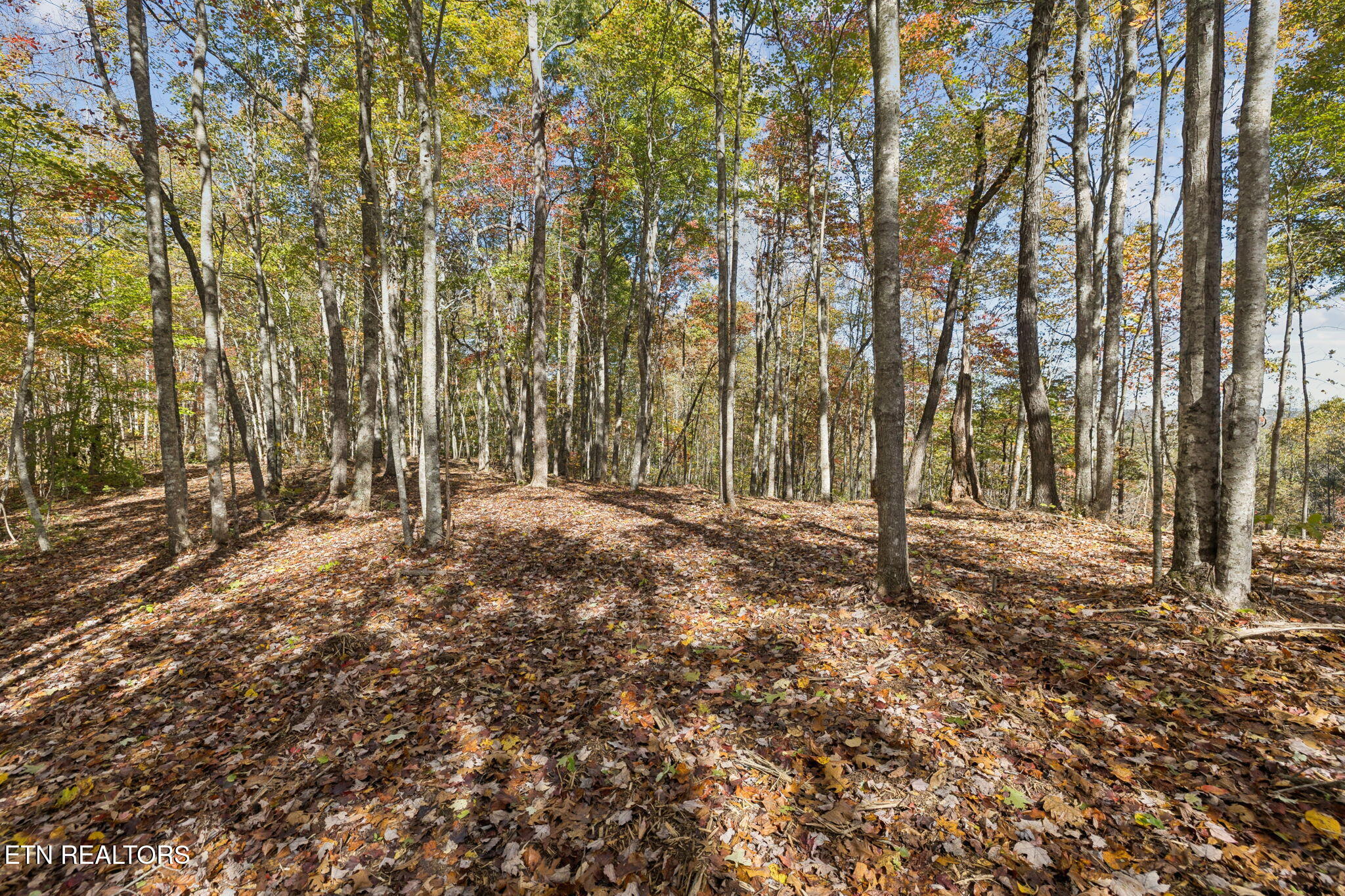 Sheep Ranch Road Robbins TN 37852