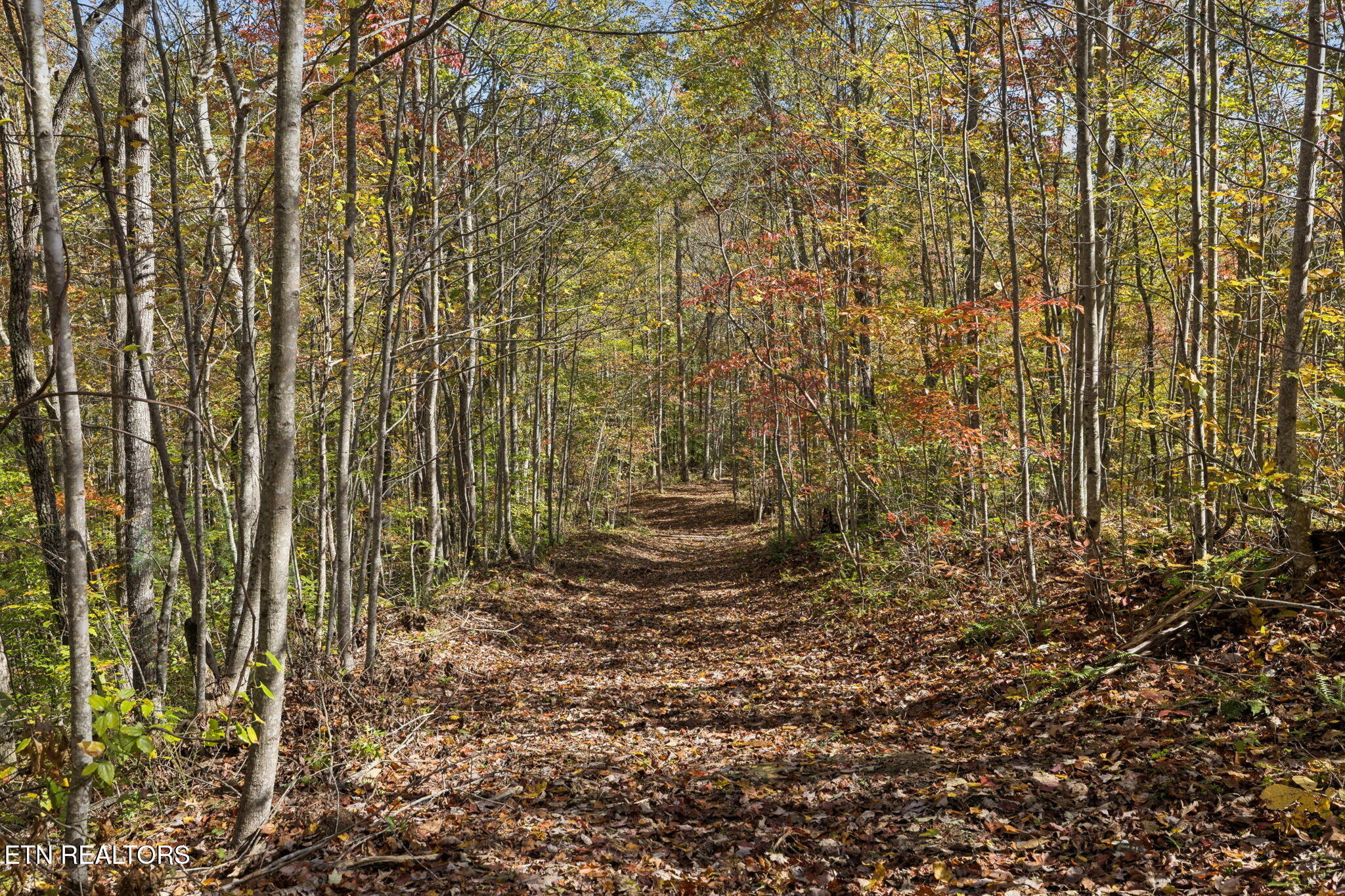 Sheep Ranch Road Robbins TN 37852