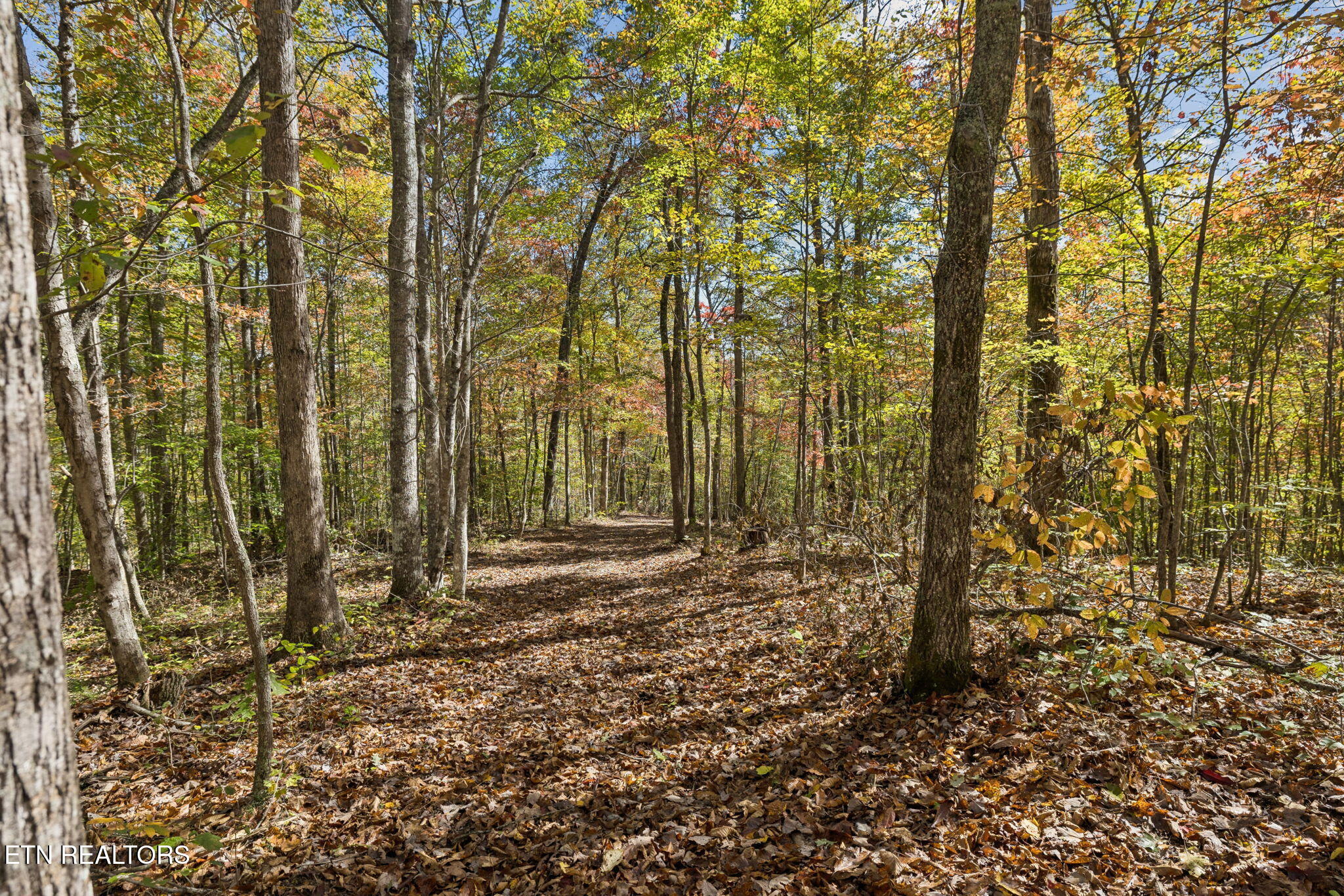 Sheep Ranch Road Robbins TN 37852