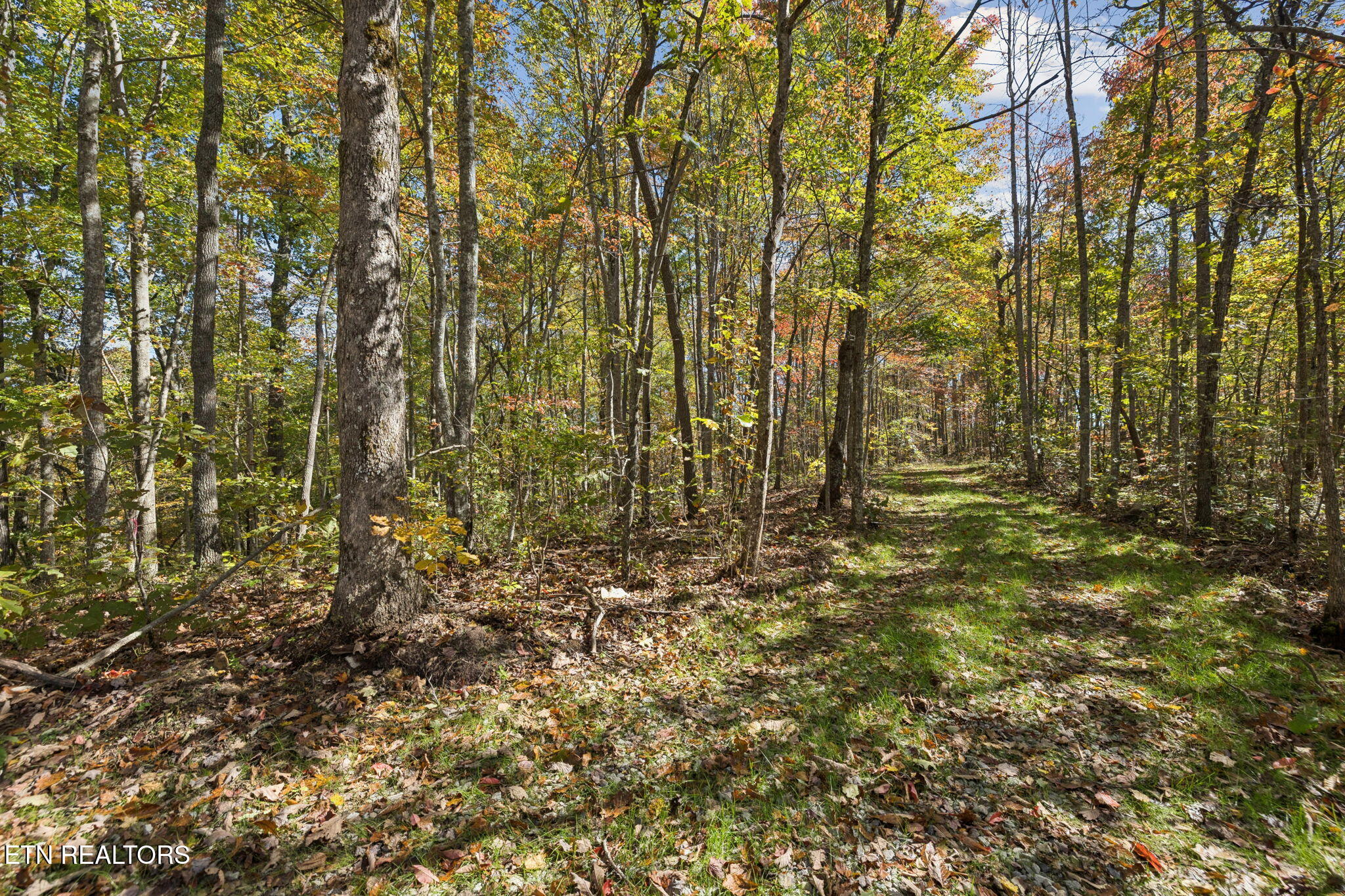 Sheep Ranch Road Robbins TN 37852