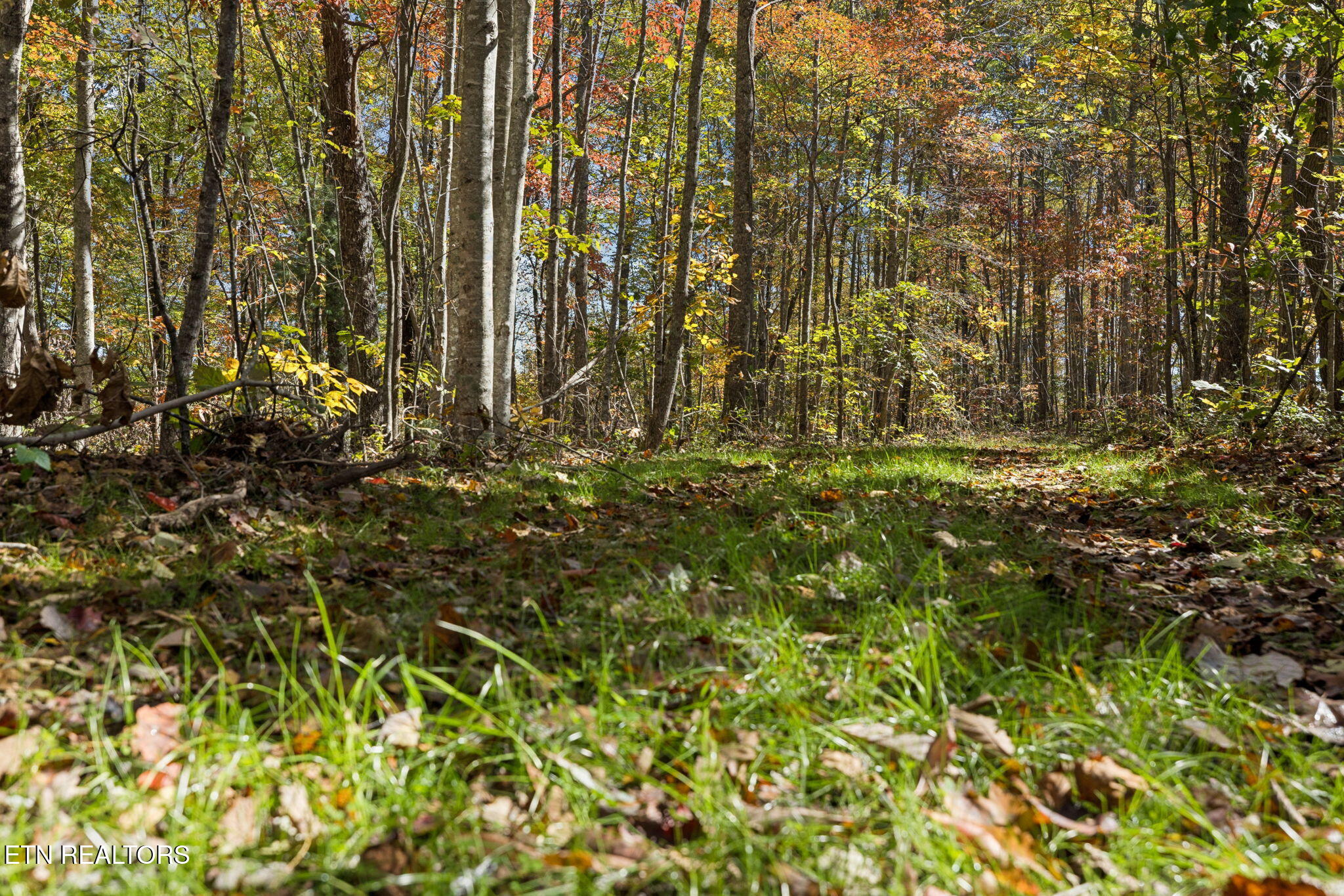 Sheep Ranch Road Robbins TN 37852