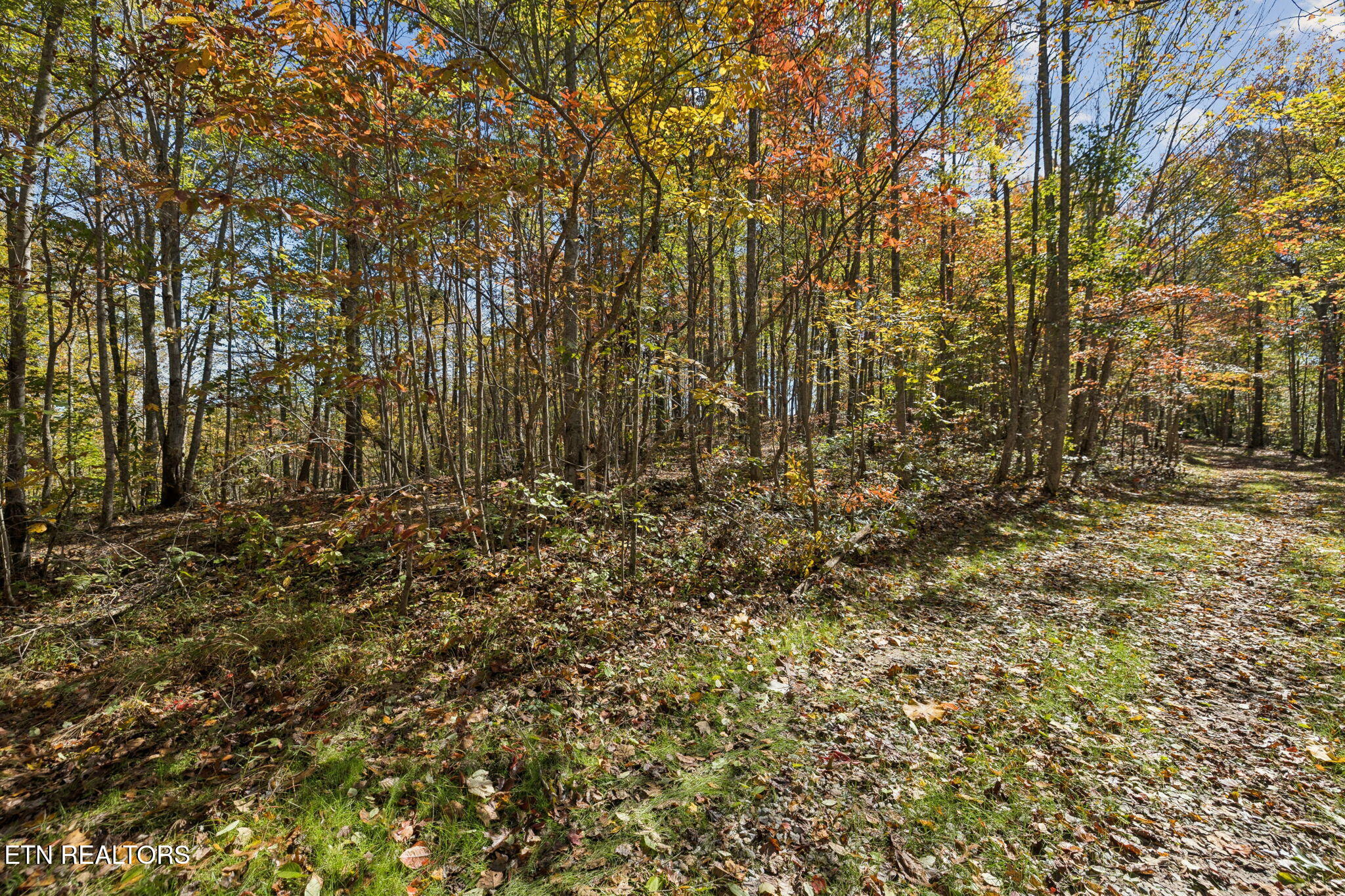 Sheep Ranch Road Robbins TN 37852