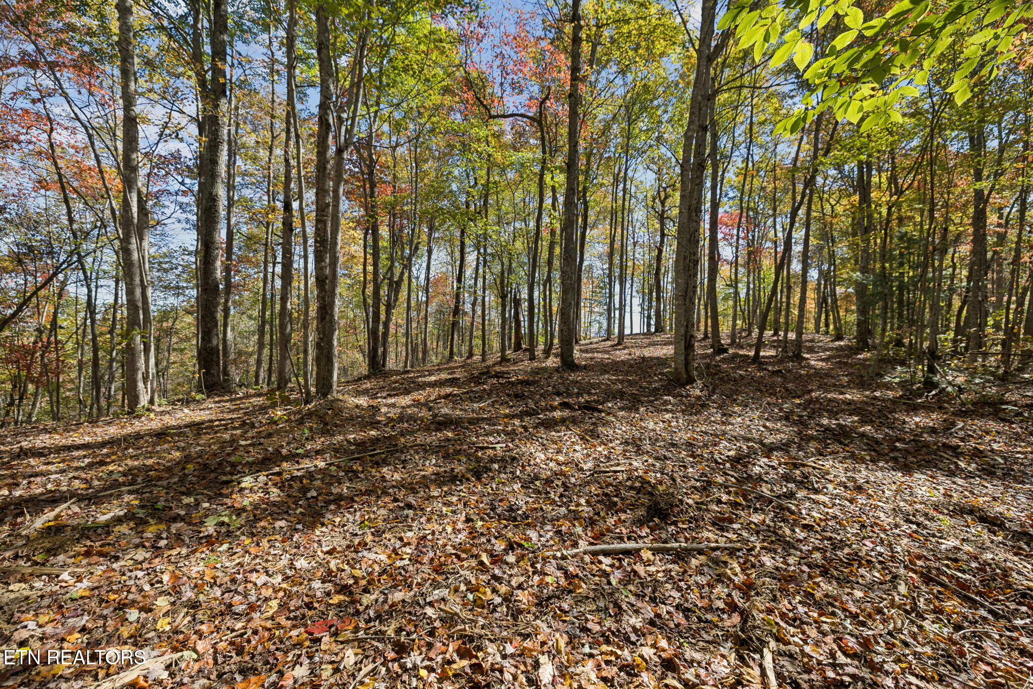 Sheep Ranch Road Robbins TN 37852