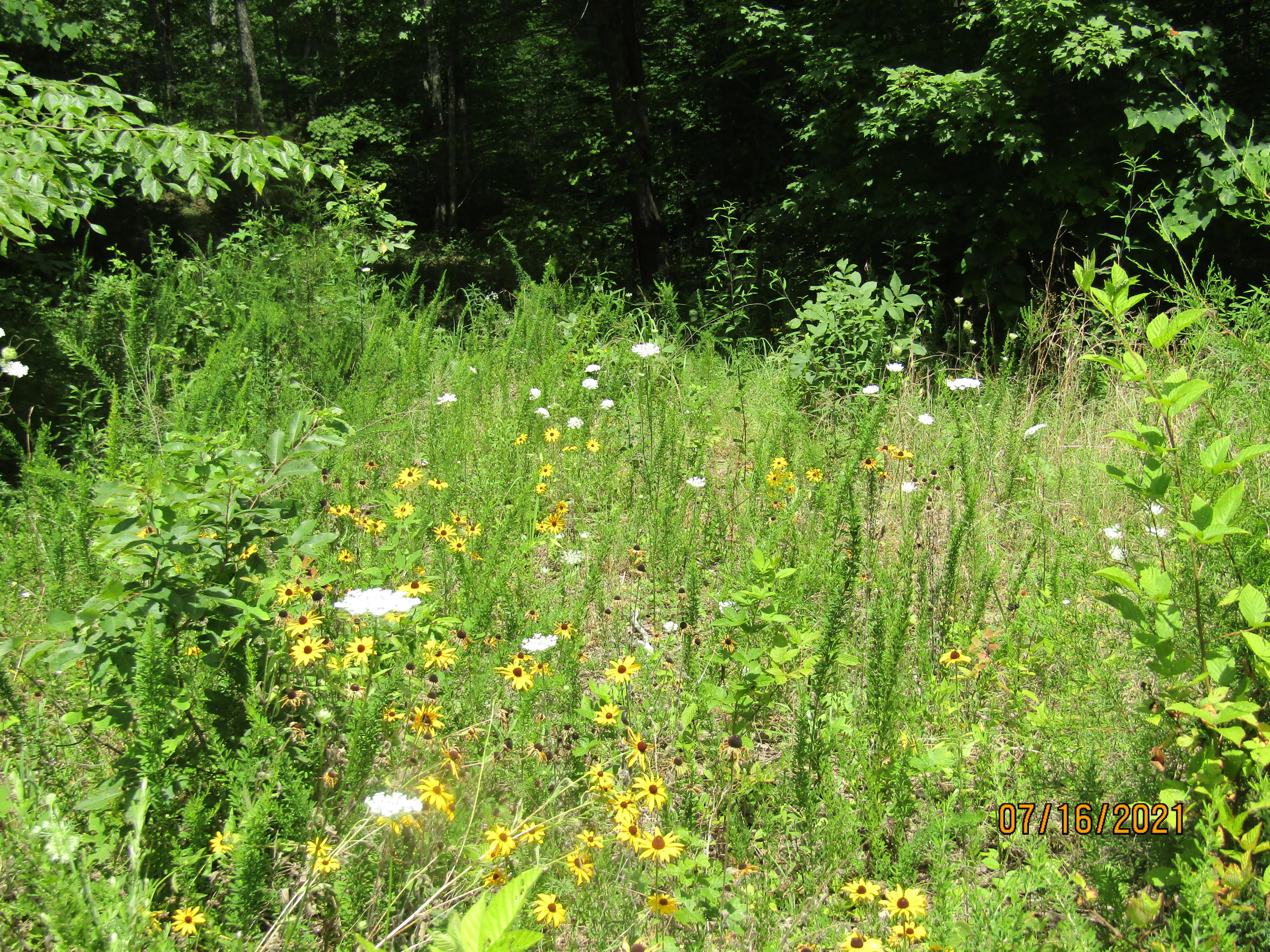 Spruce Pine (330 Acres) Road Mooresburg TN 37811