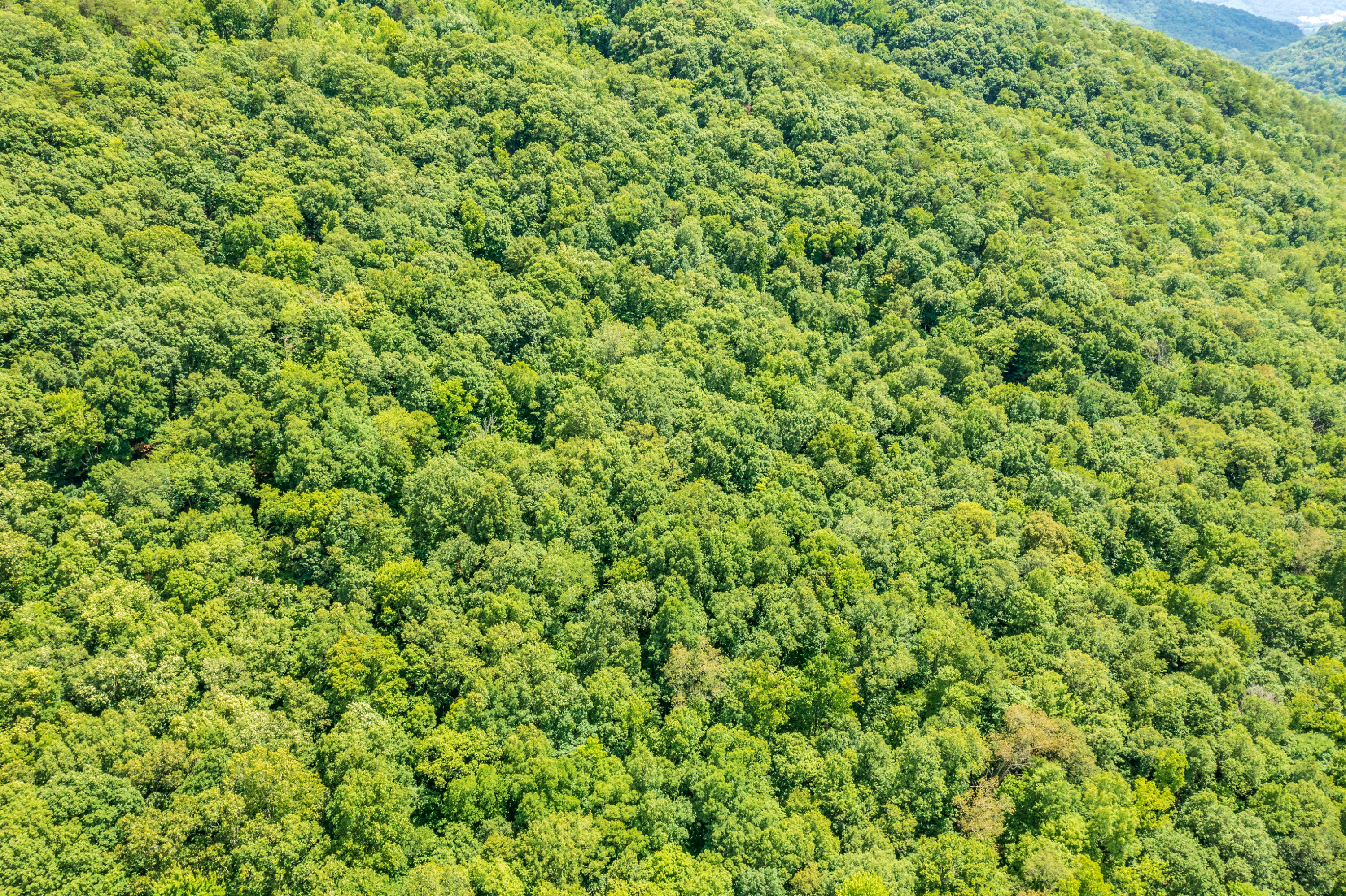 Spruce Pine (330 Acres) Road Mooresburg TN 37811