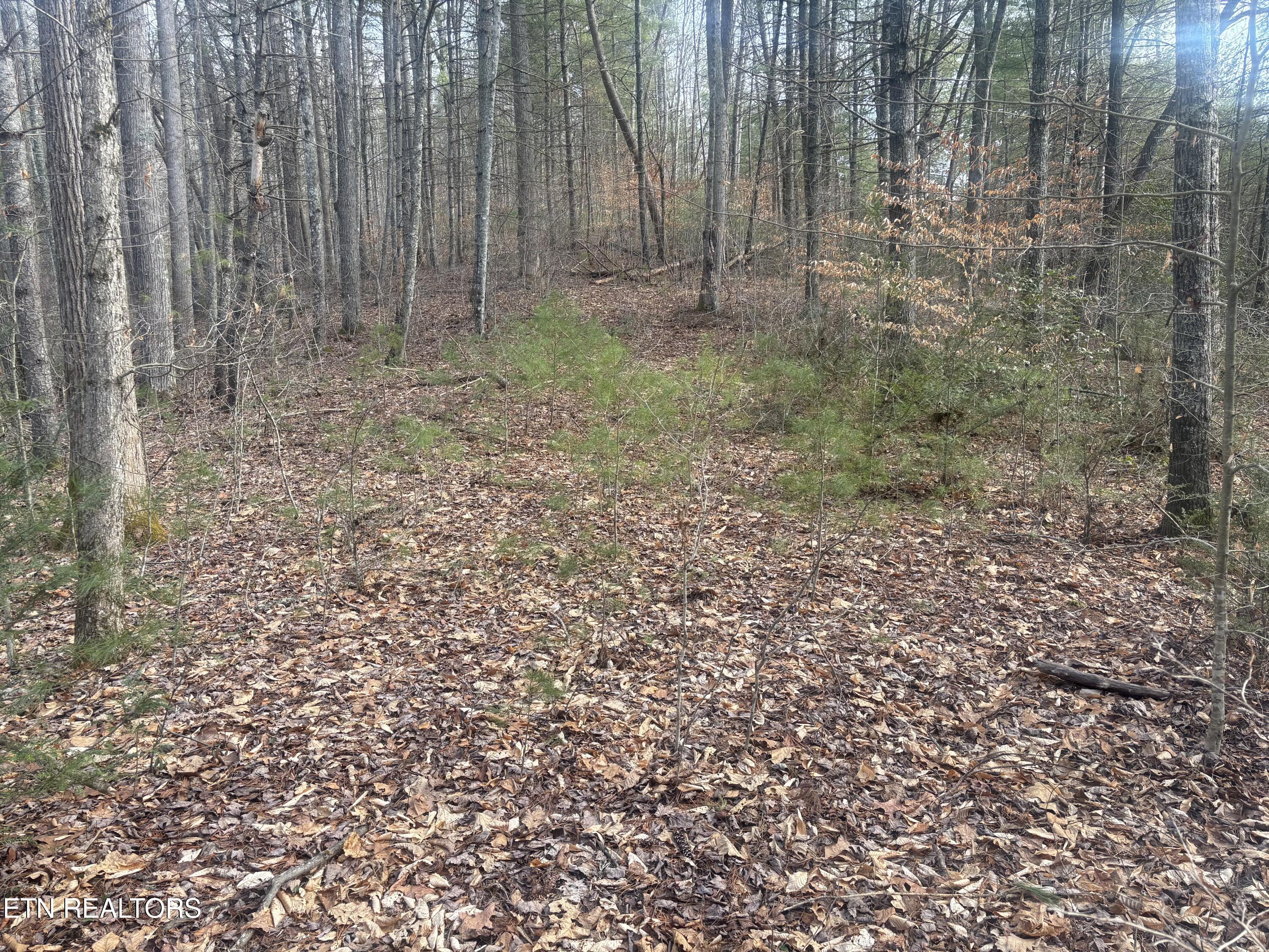 --- Sugar Maple Way Del Rio TN 37727