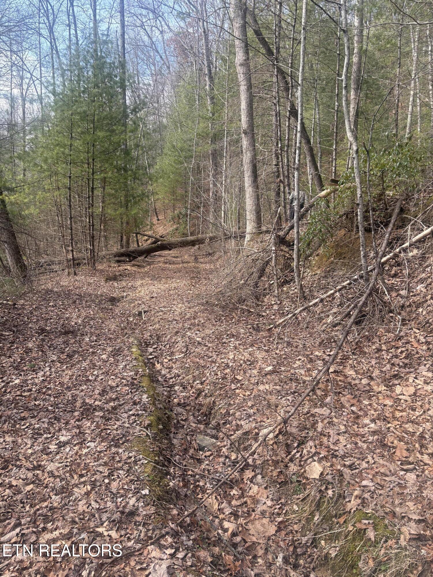 --- Sugar Maple Way Del Rio TN 37727