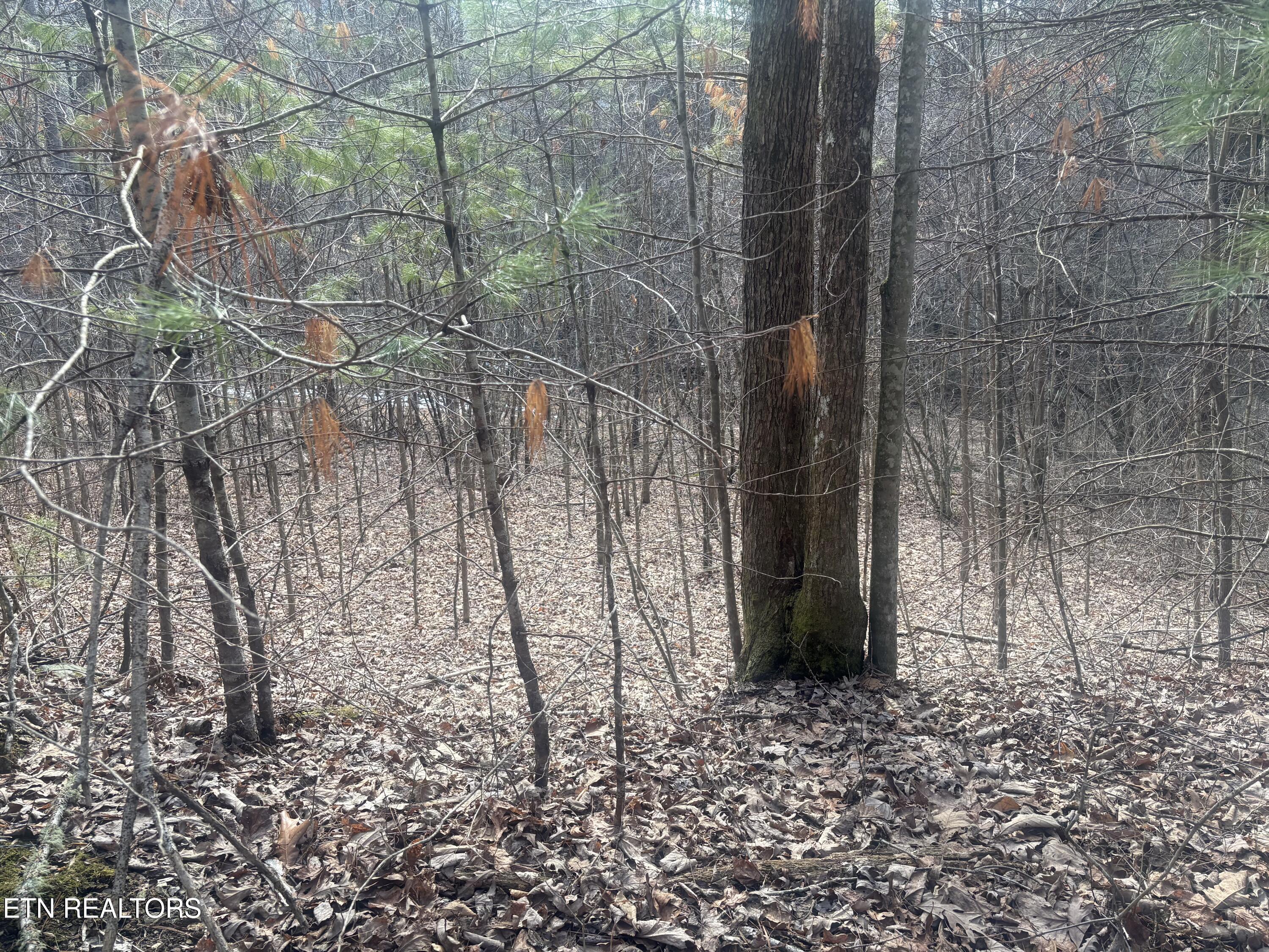 --- Sugar Maple Way Del Rio TN 37727