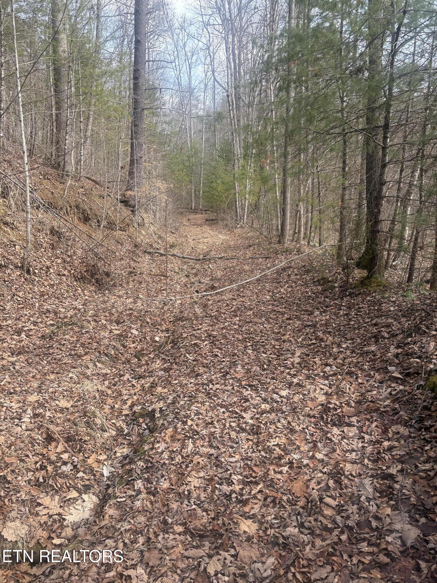 --- Sugar Maple Way Del Rio TN 37727