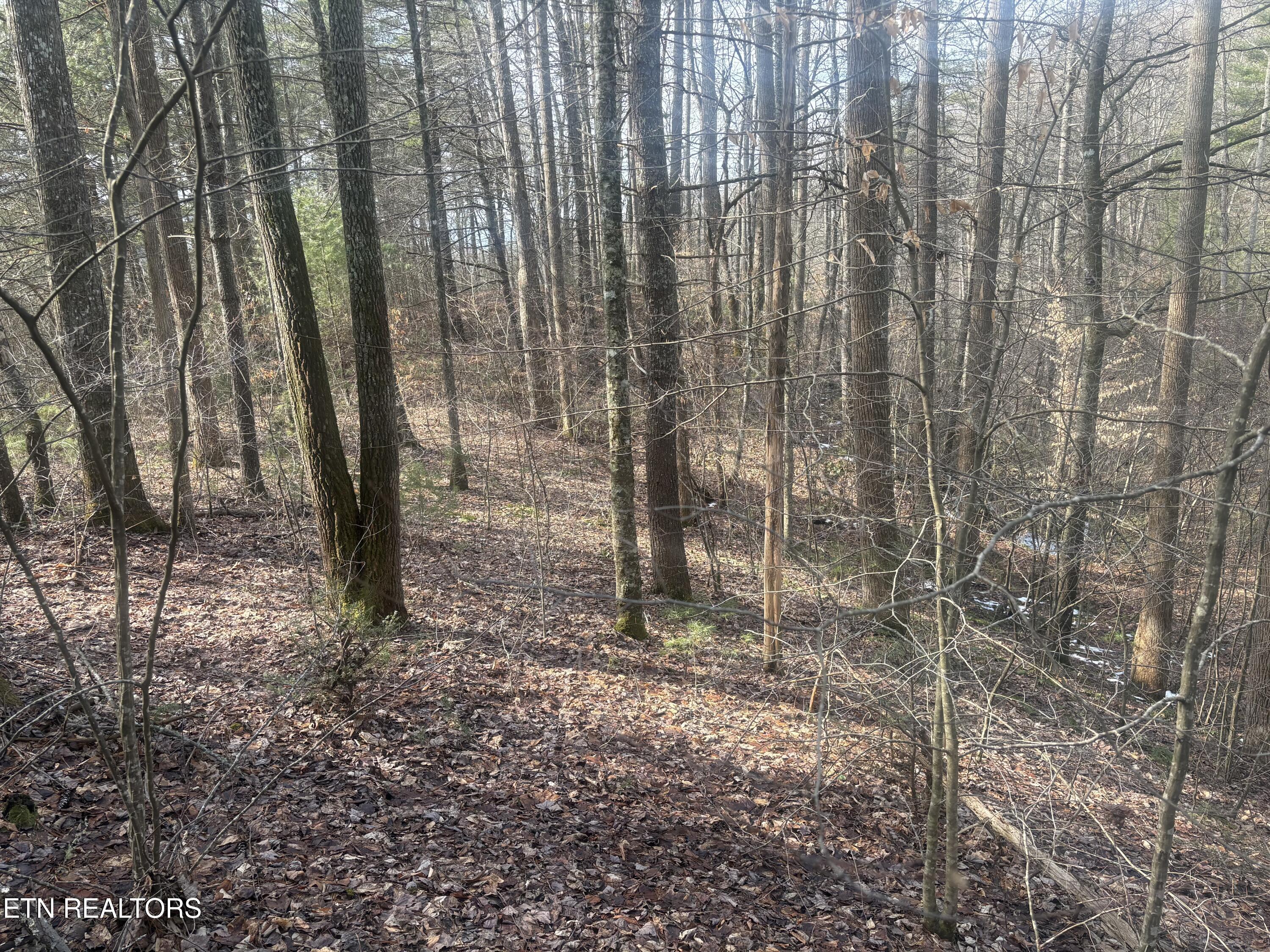 --- Sugar Maple Way Del Rio TN 37727