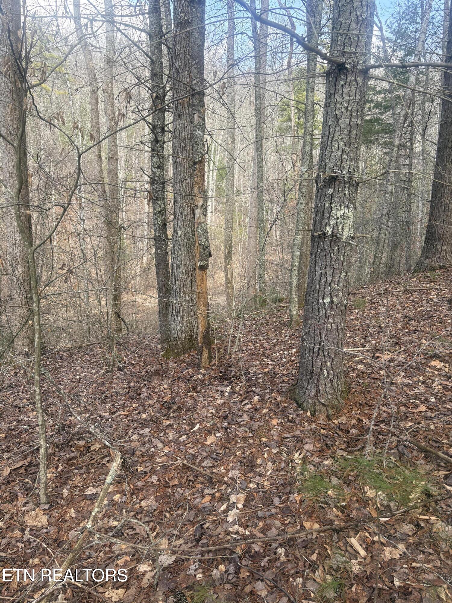 --- Sugar Maple Way Del Rio TN 37727