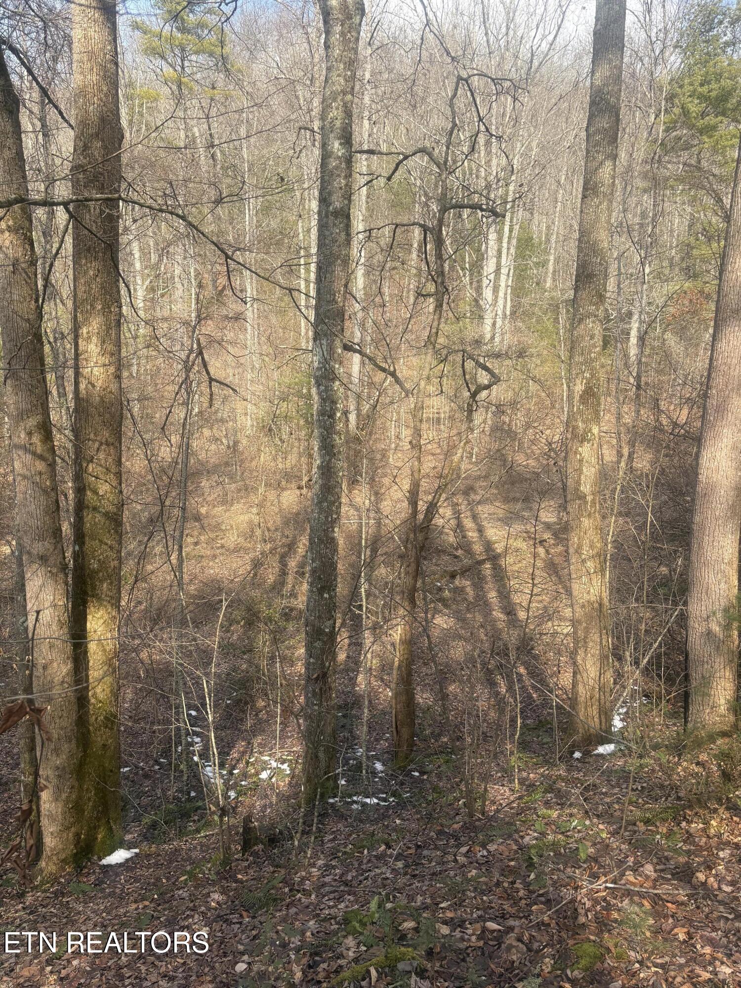 --- Sugar Maple Way Del Rio TN 37727