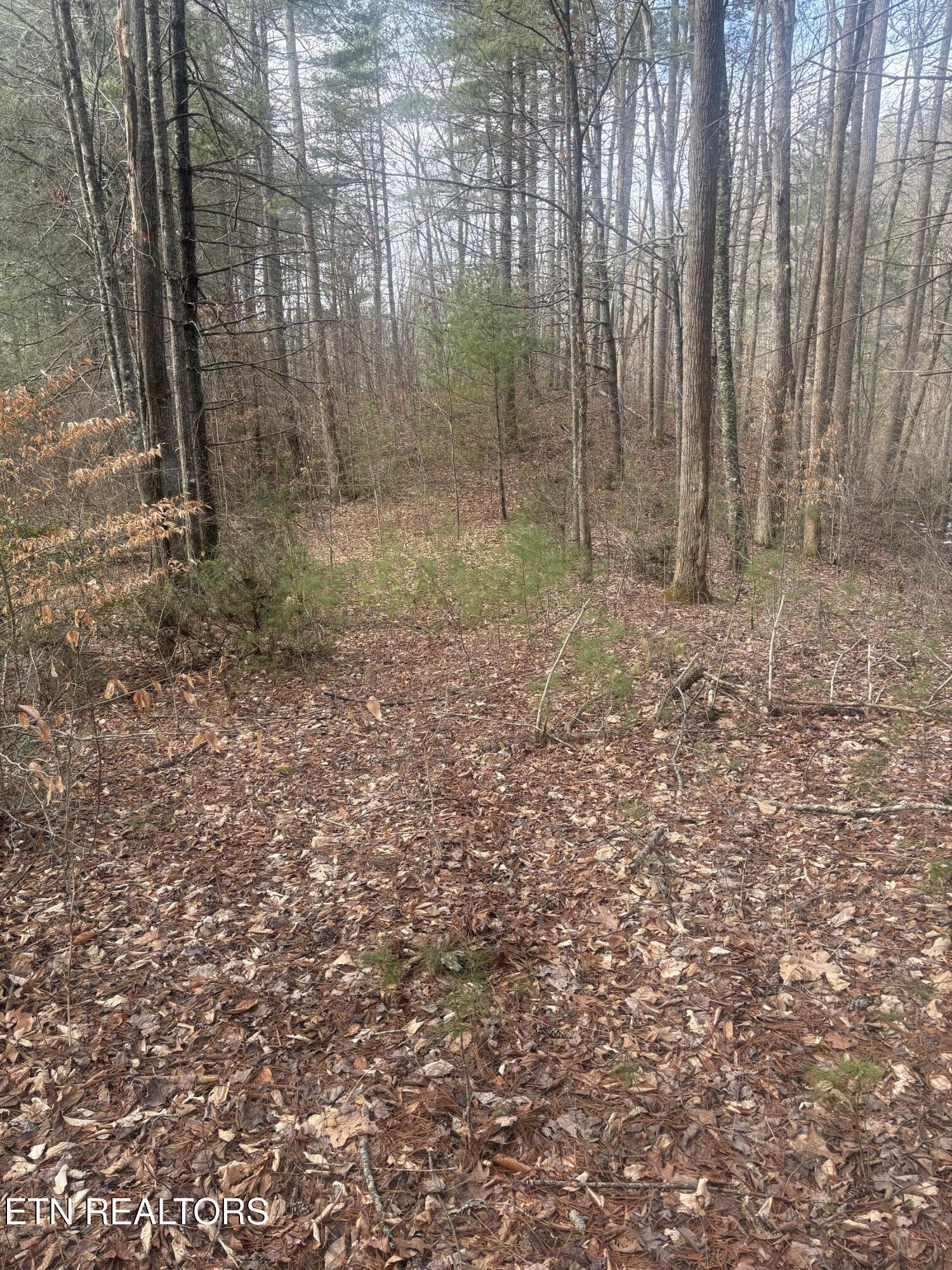 --- Sugar Maple Way Del Rio TN 37727