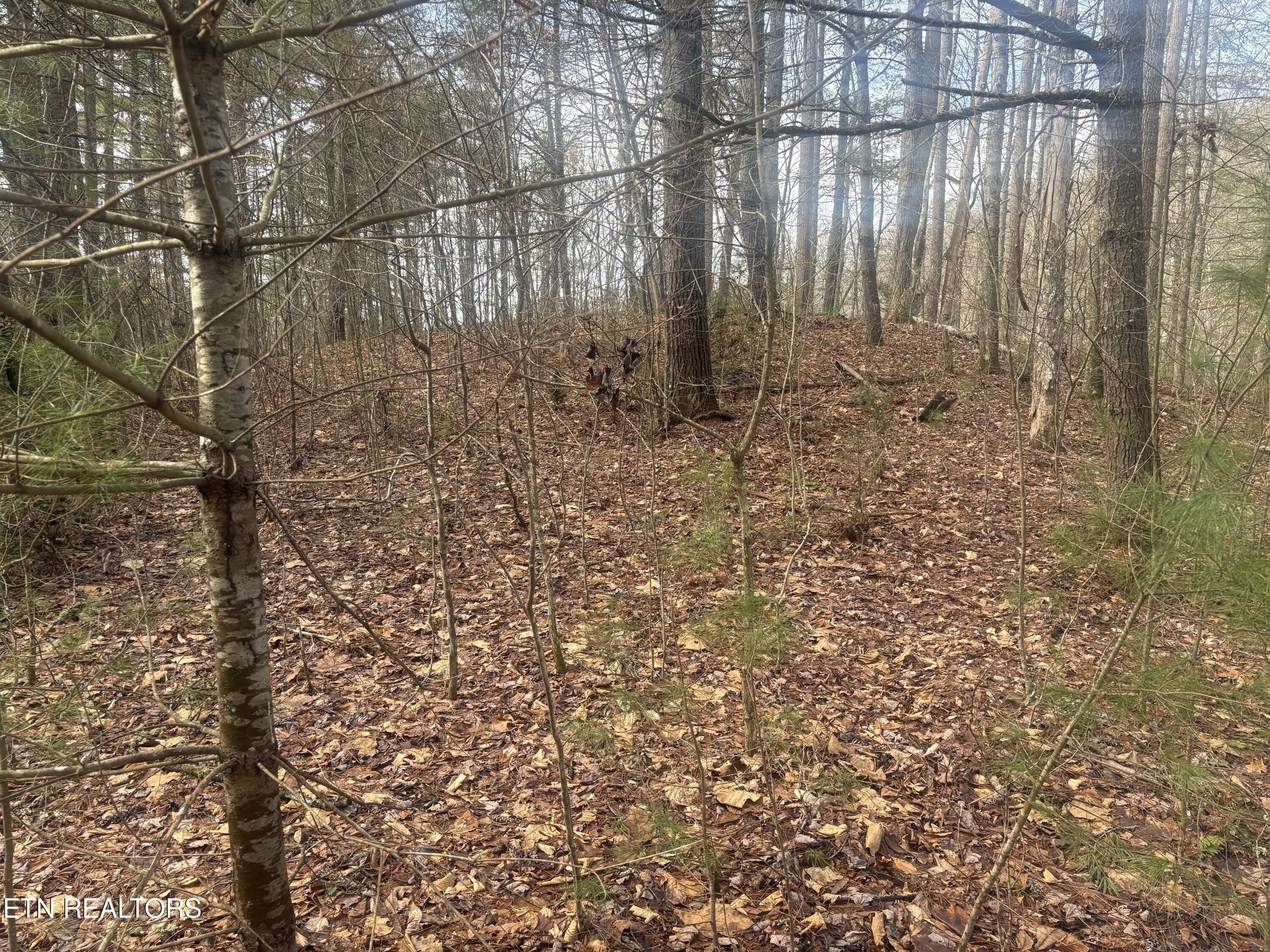 --- Sugar Maple Way Del Rio TN 37727