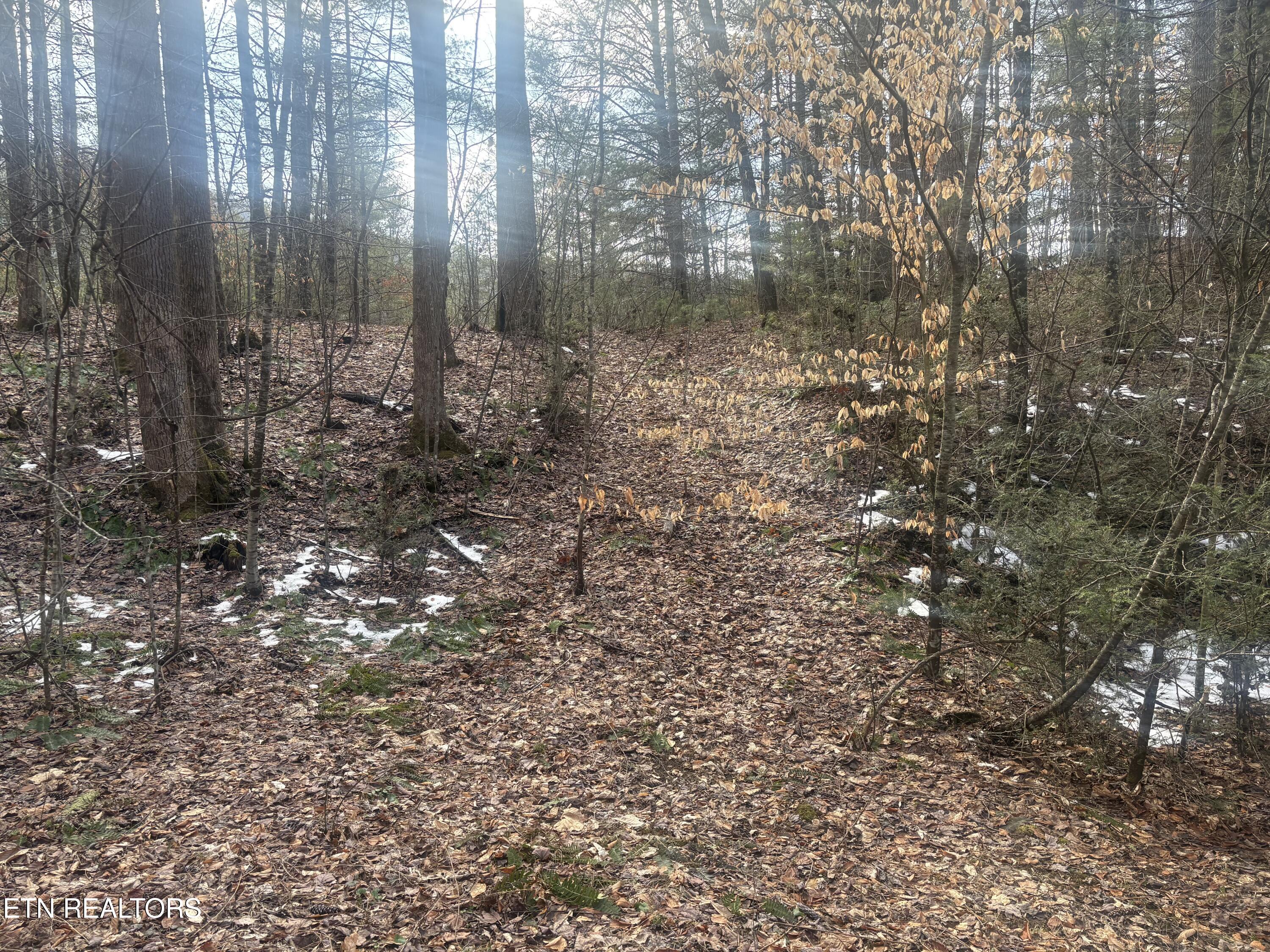 --- Sugar Maple Way Del Rio TN 37727
