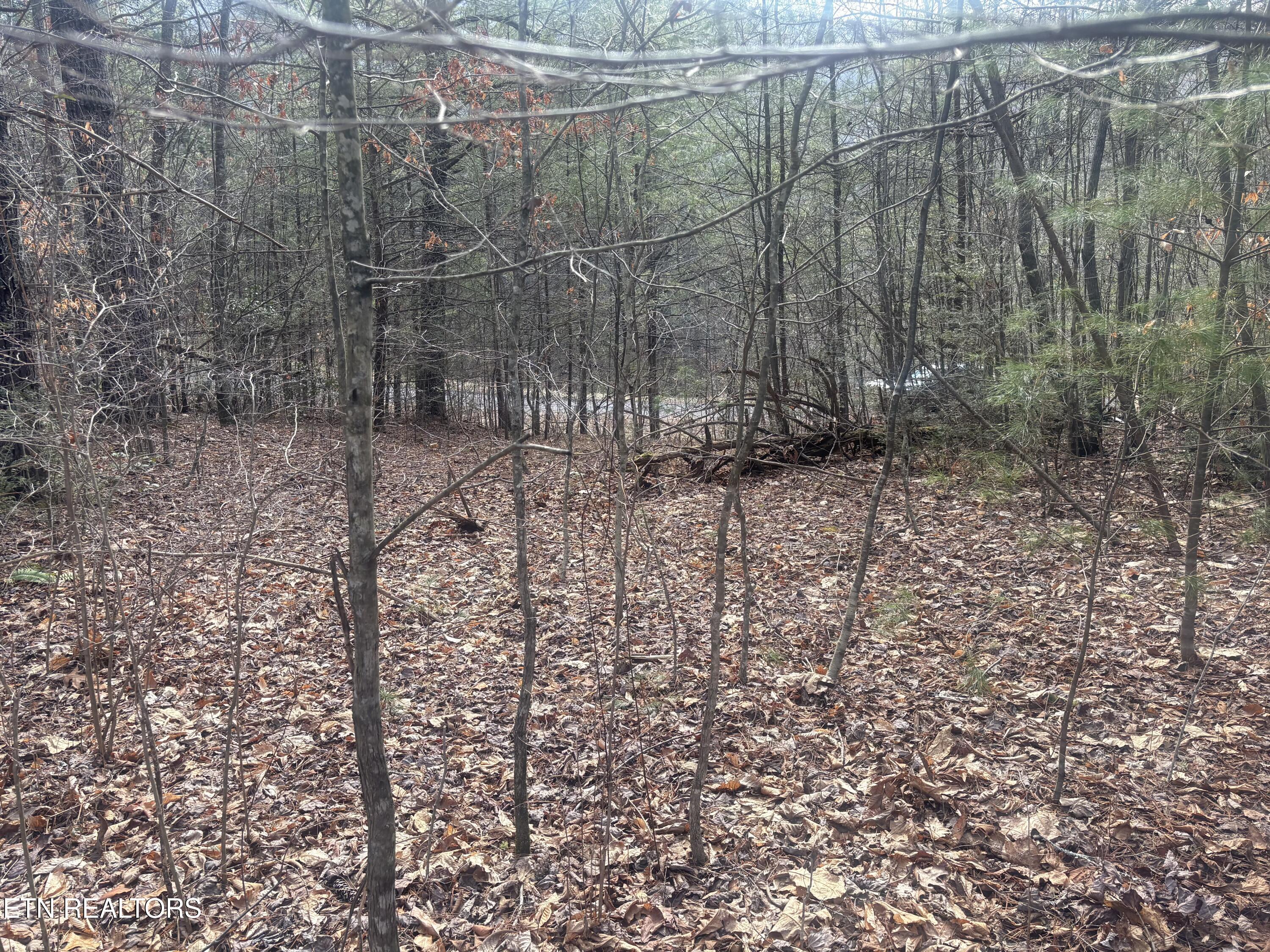 --- Sugar Maple Way Del Rio TN 37727