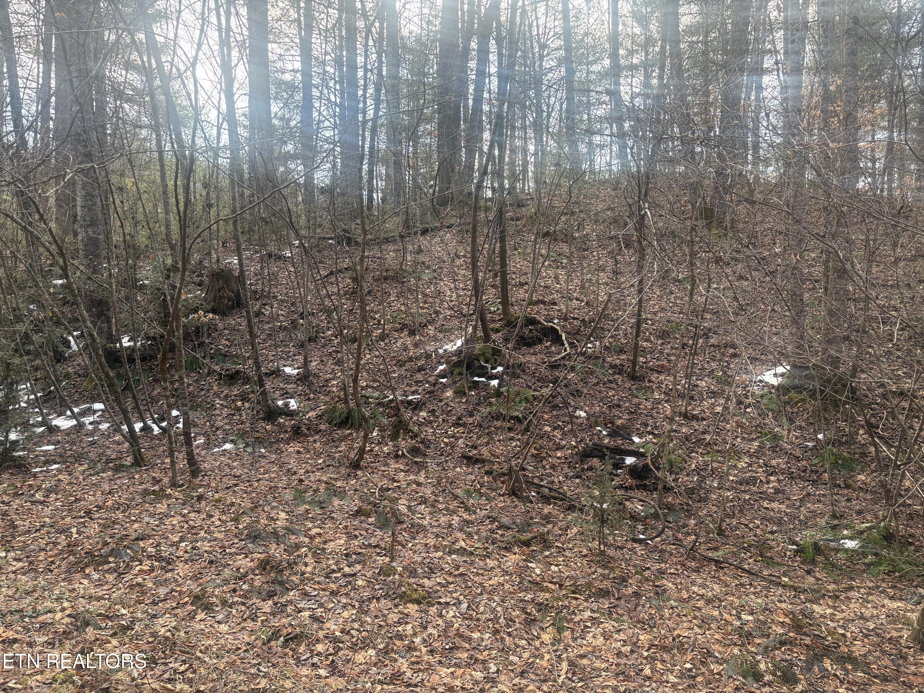 --- Sugar Maple Way Del Rio TN 37727