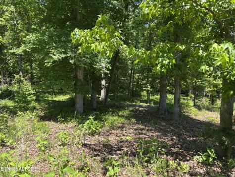 E Shore Drive Rockwood TN 37854