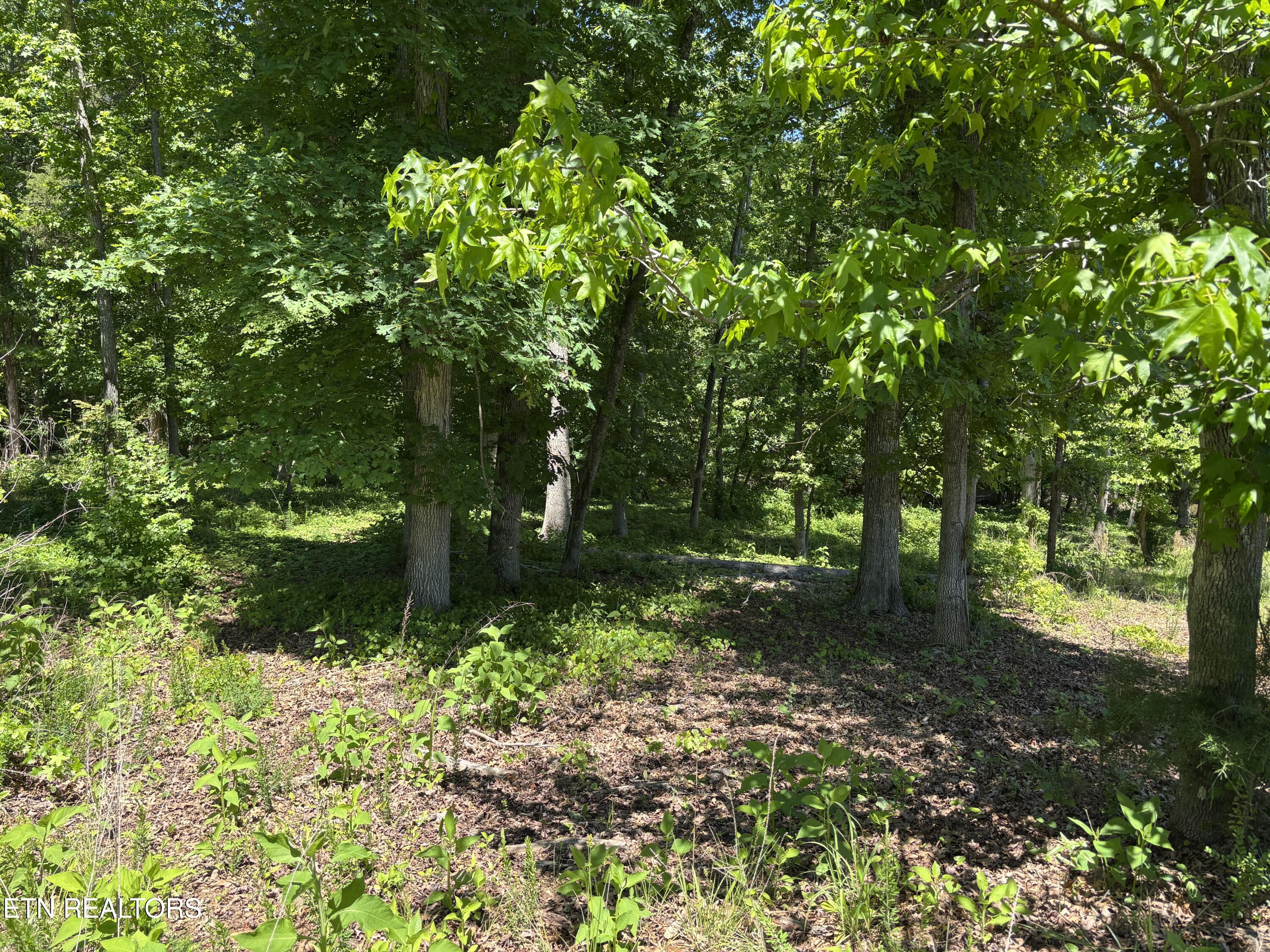 E Shore Drive Rockwood TN 37854