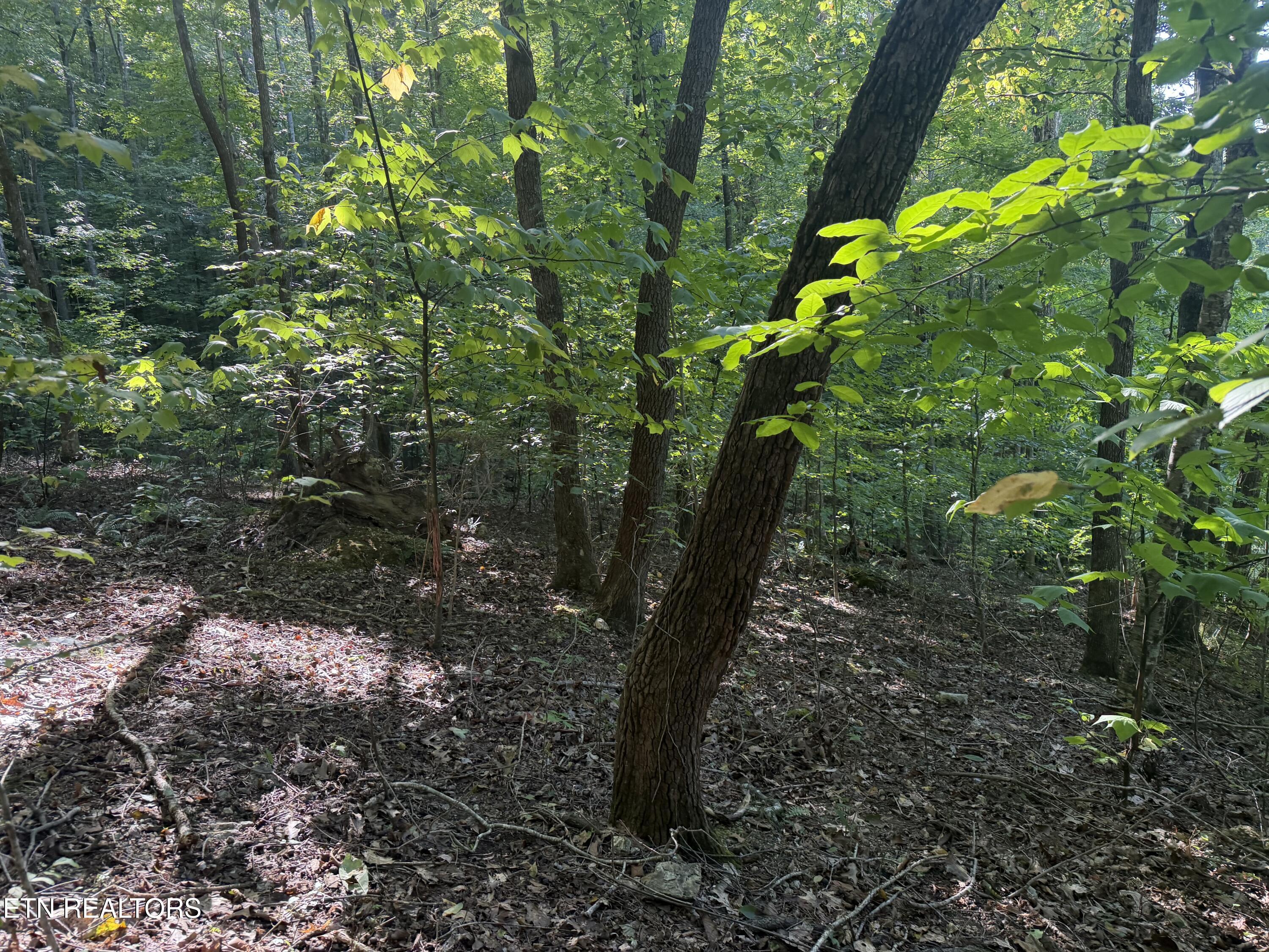 63 Cove Norris Road Caryville TN 37714