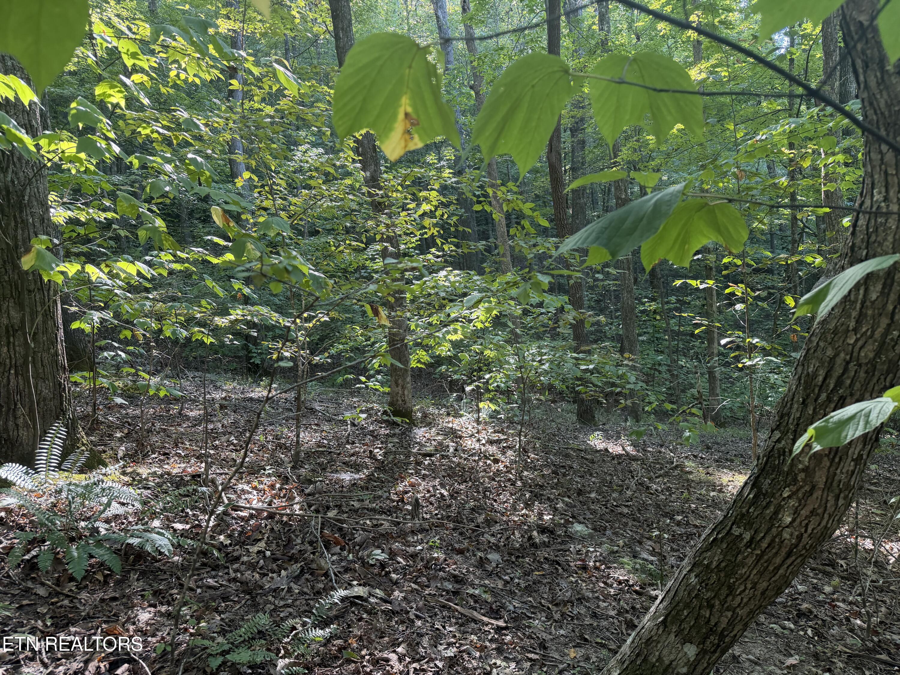 63 Cove Norris Road Caryville TN 37714