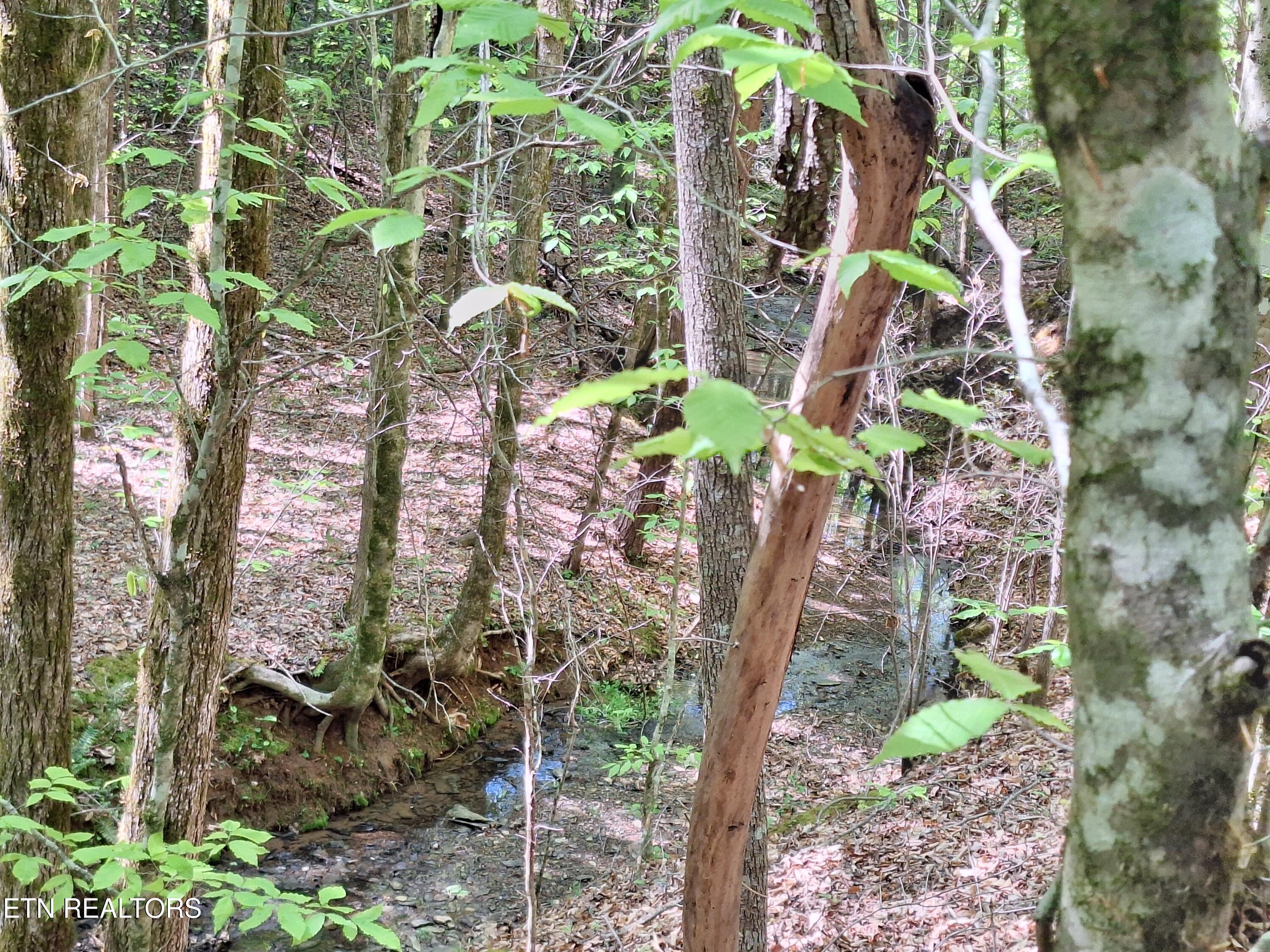 Payne Road Tellico Plains TN 37385