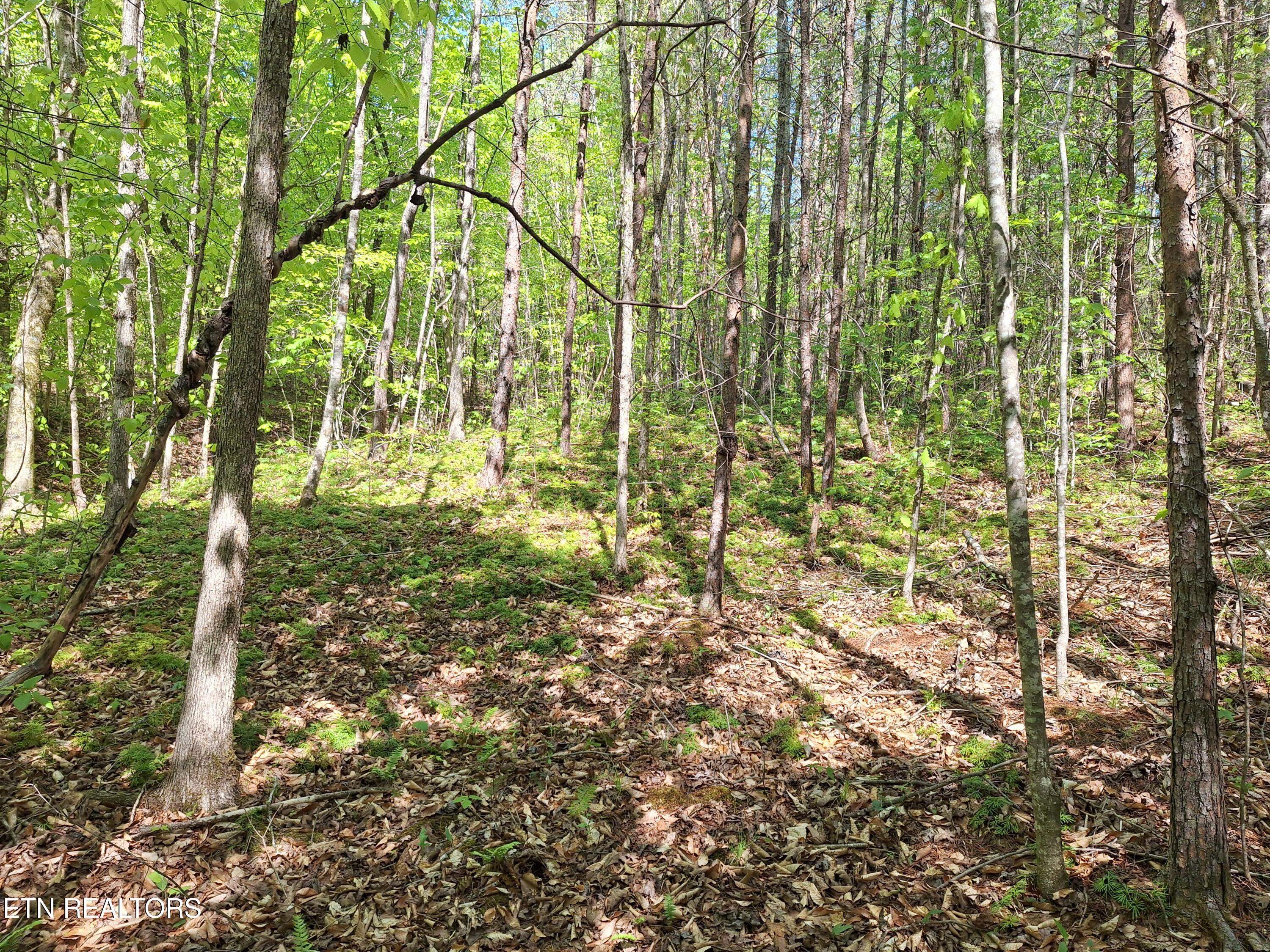 Payne Road Tellico Plains TN 37385