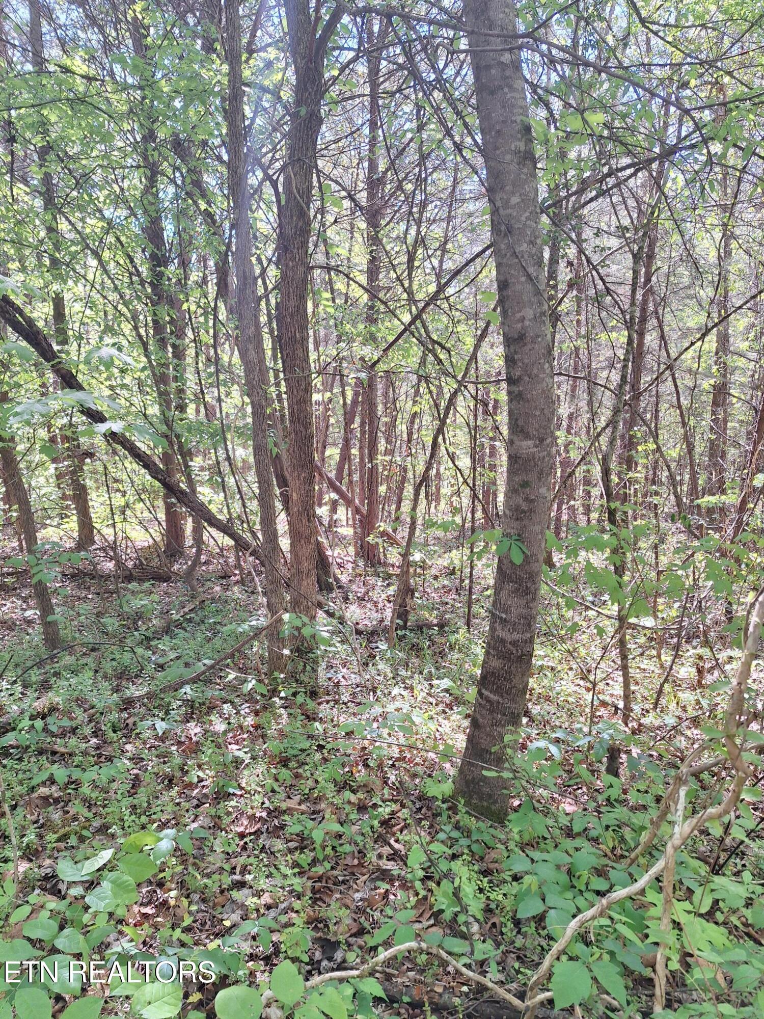 Payne Road Tellico Plains TN 37385