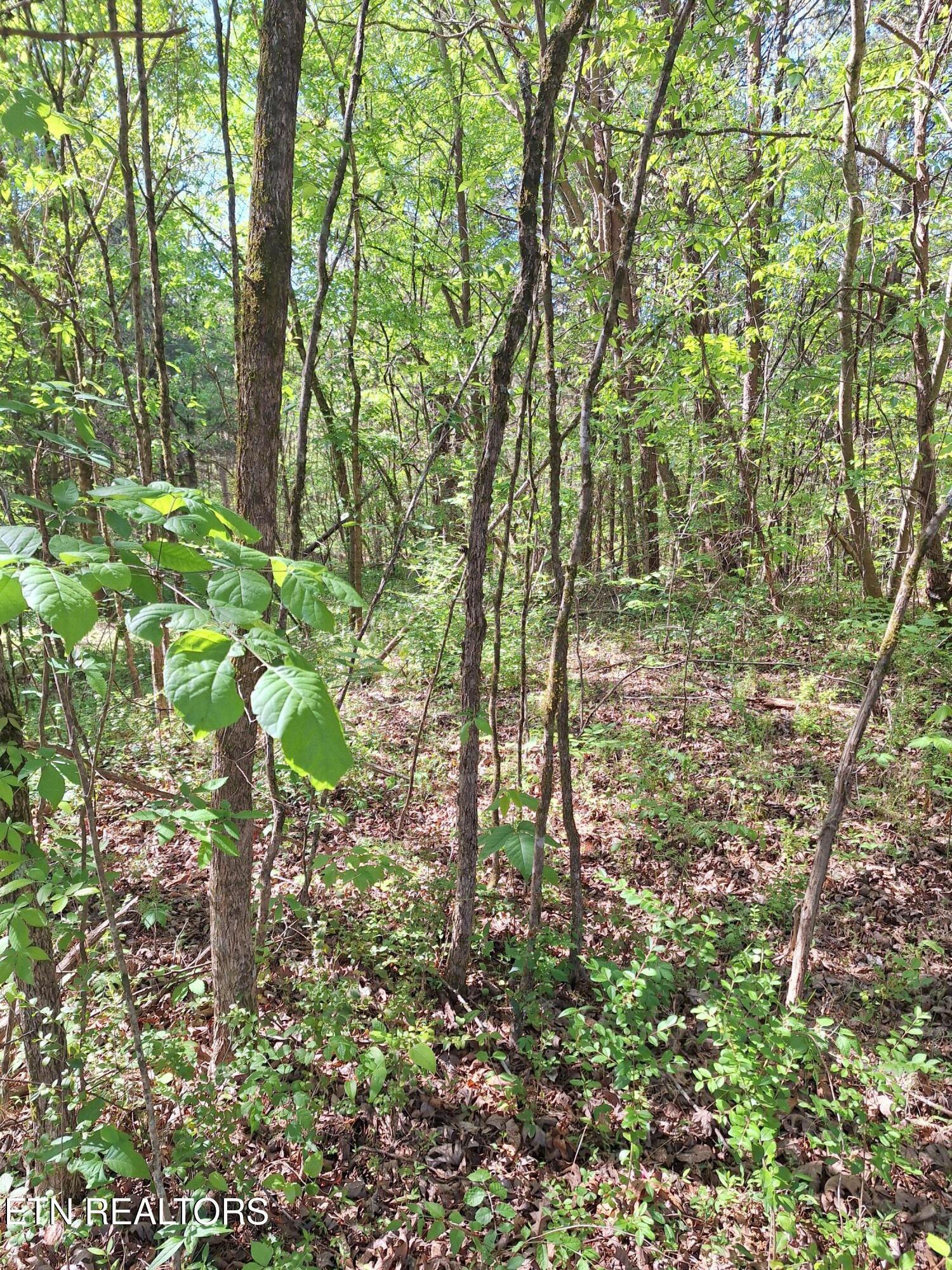 Payne Road Tellico Plains TN 37385