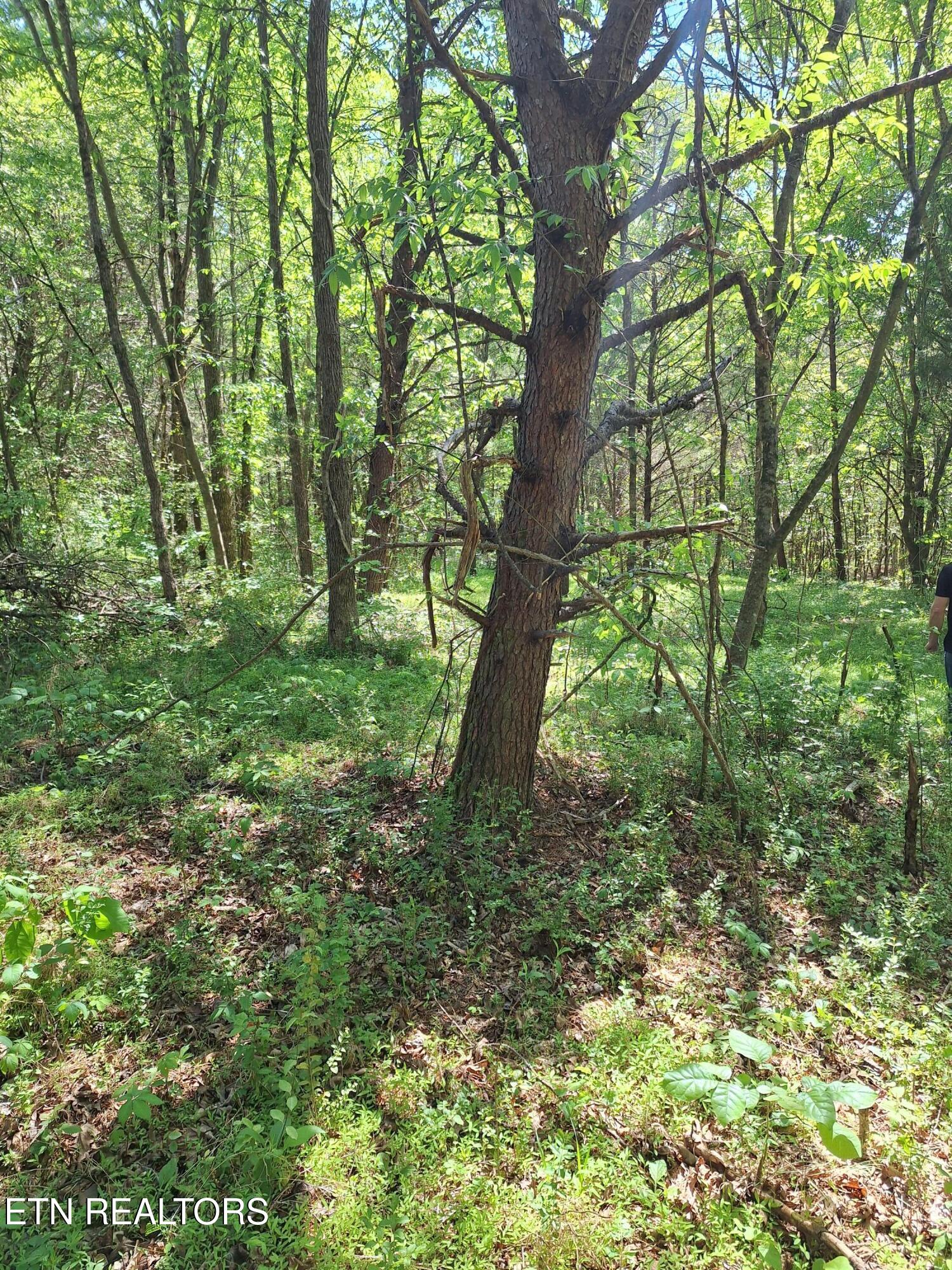 Payne Road Tellico Plains TN 37385