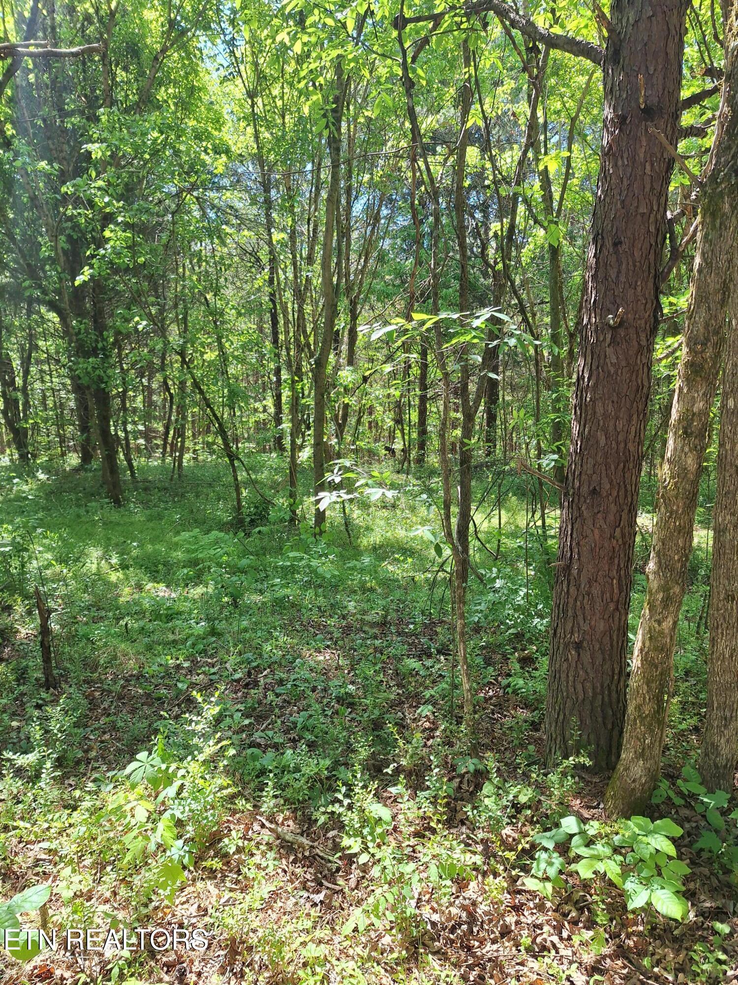 Payne Road Tellico Plains TN 37385