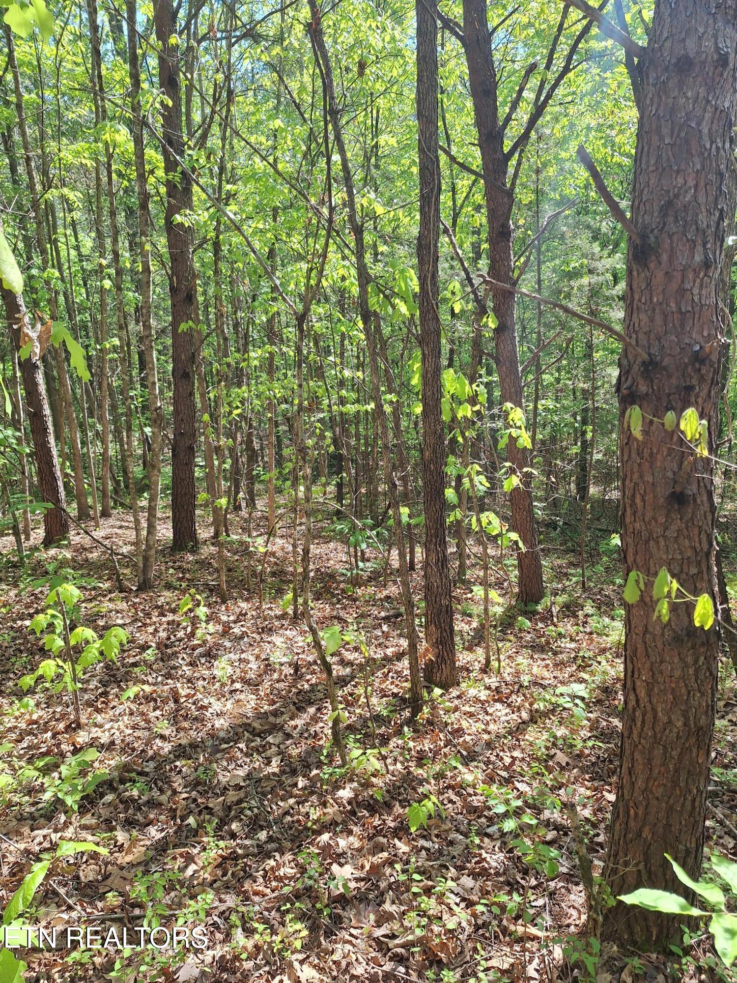 Payne Road Tellico Plains TN 37385