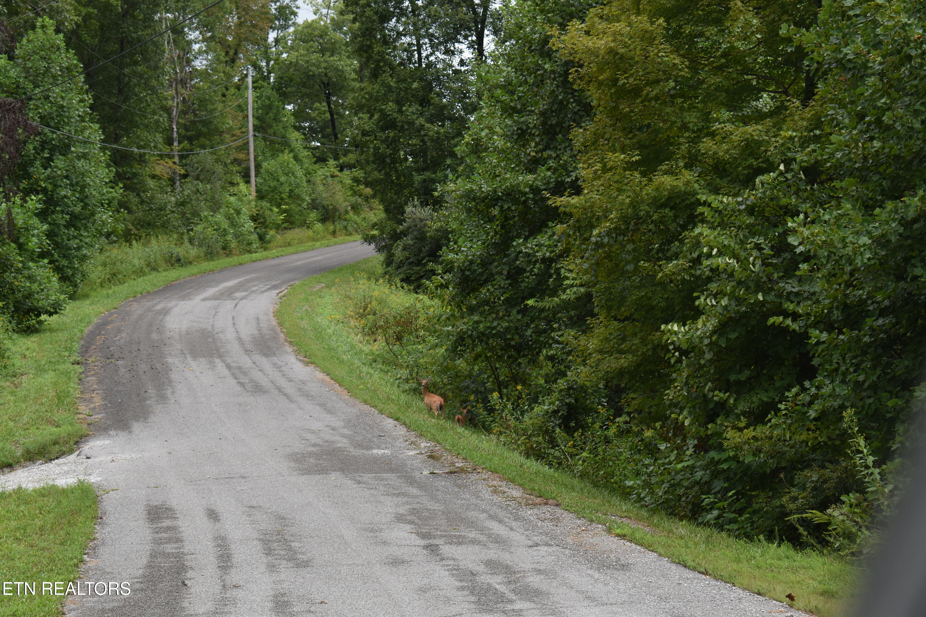 Lot 93 Saddle Ridge Drive Lafollette TN 37766